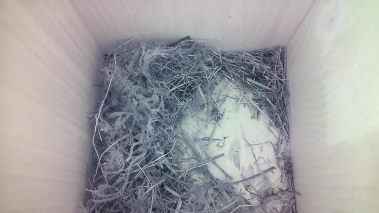 Aufnahme aus dem Vogelhaus