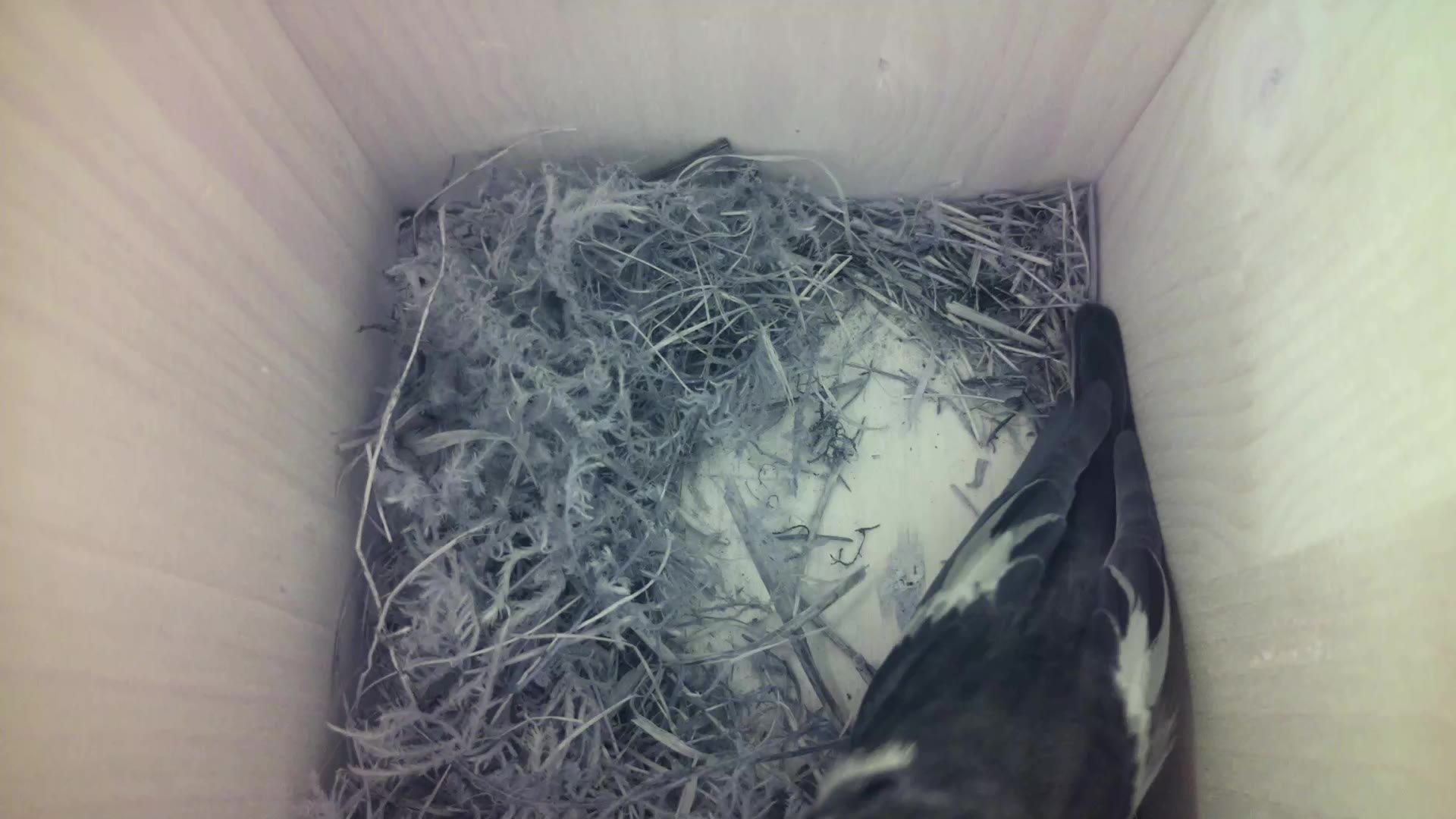 Aufnahme aus dem Vogelhaus