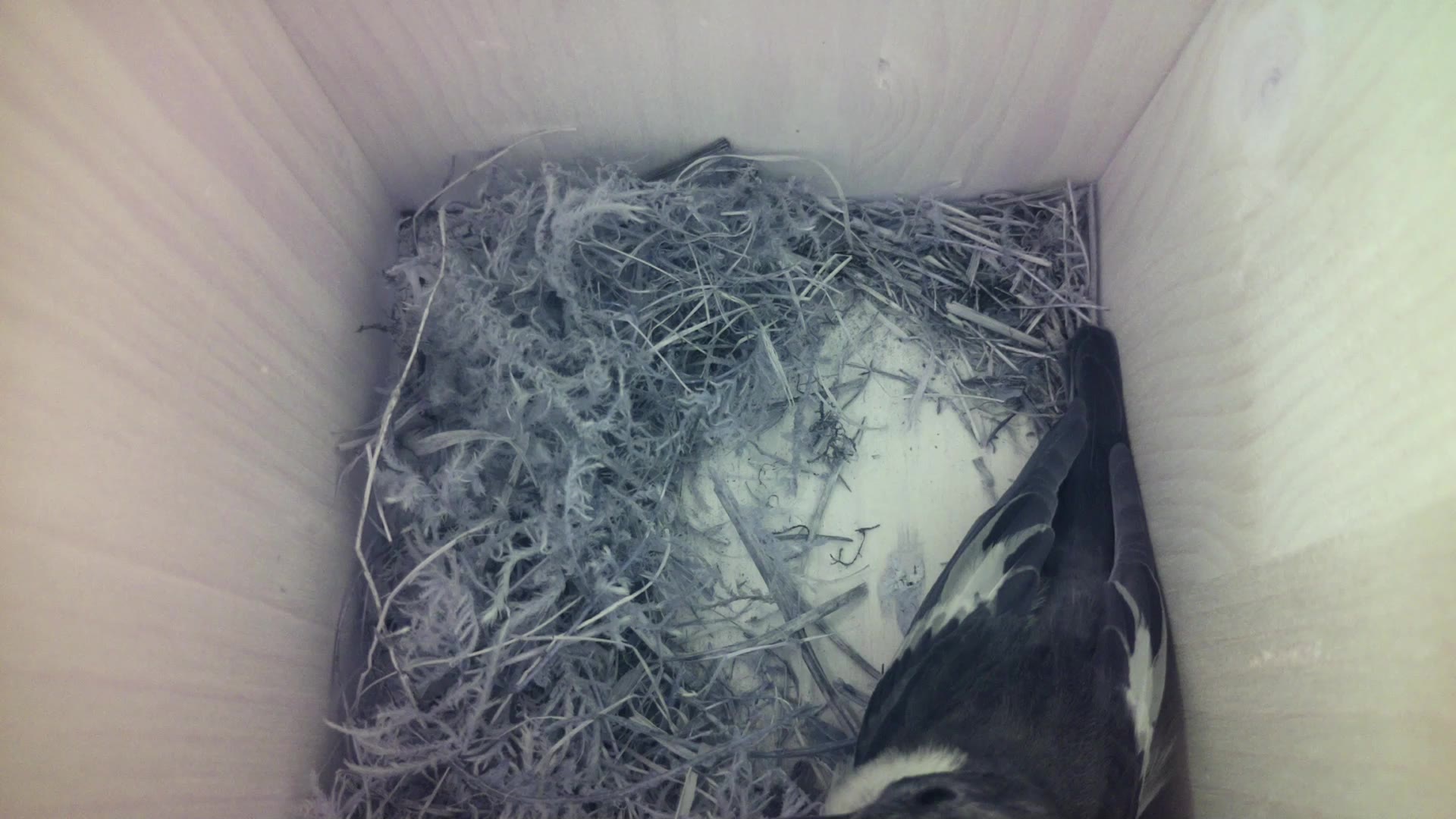 Aufnahme aus dem Vogelhaus