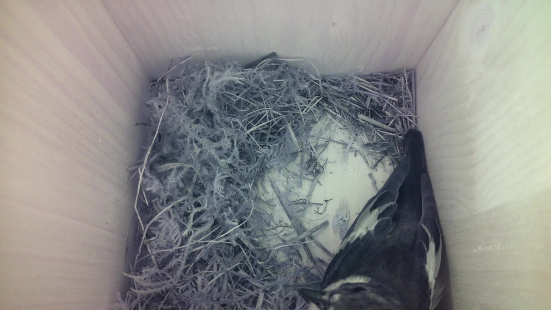 Aufnahme aus dem Vogelhaus