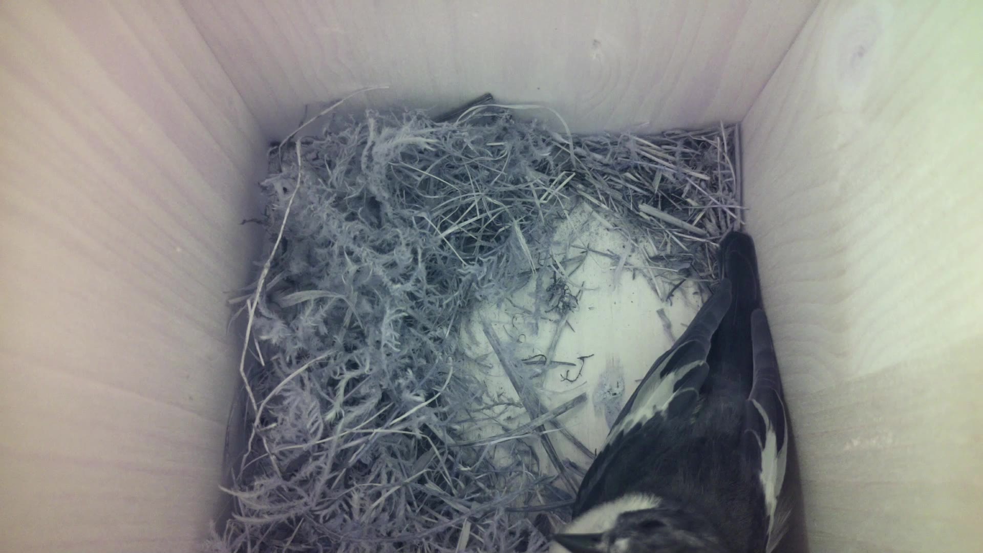 Aufnahme aus dem Vogelhaus