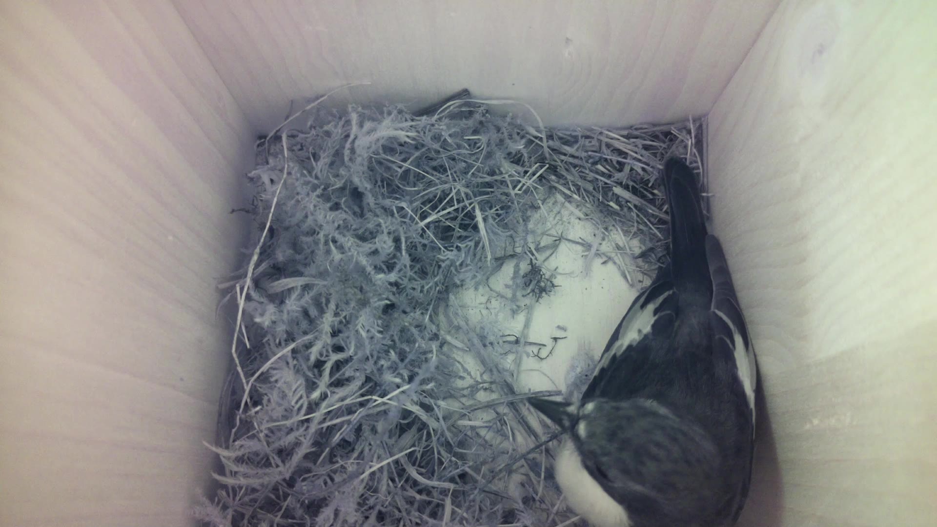 Aufnahme aus dem Vogelhaus