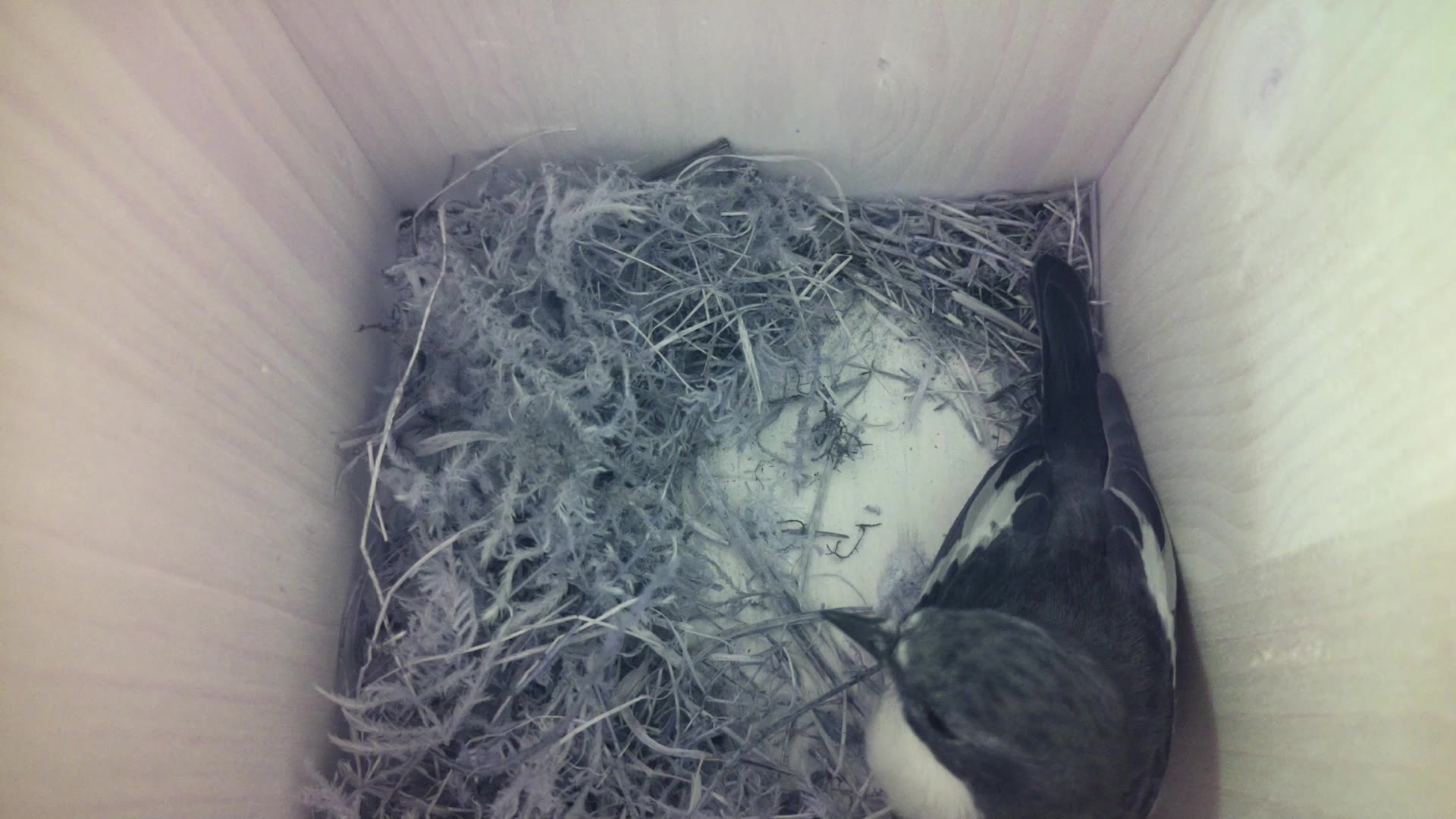 Aufnahme aus dem Vogelhaus