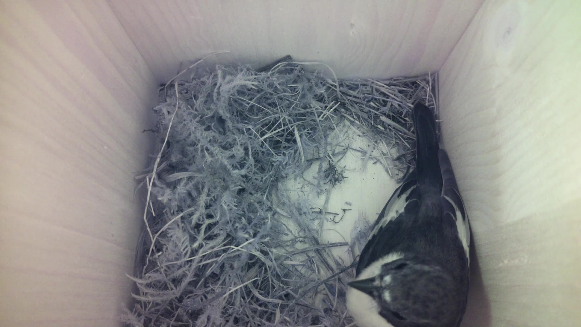 Aufnahme aus dem Vogelhaus