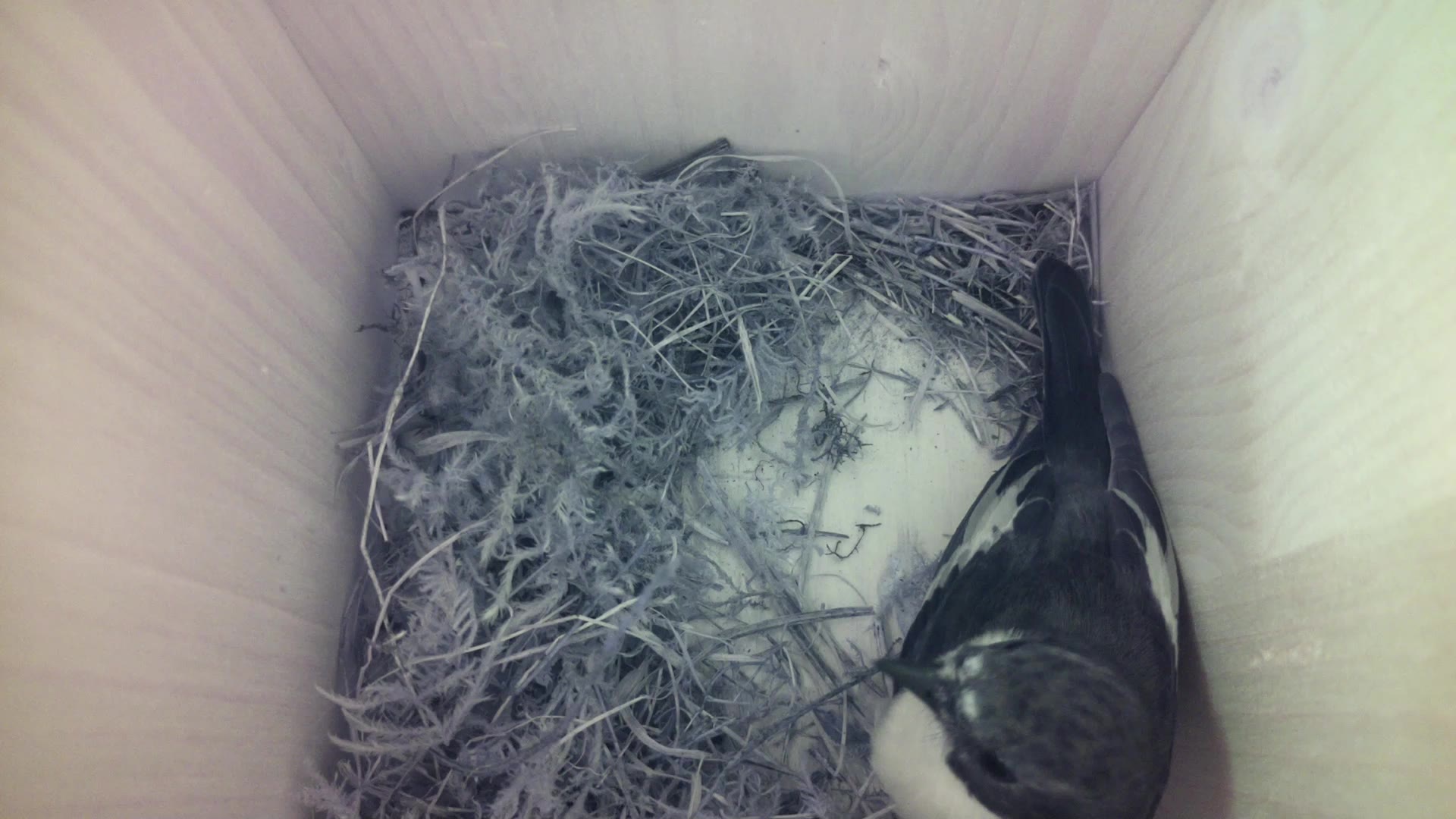 Aufnahme aus dem Vogelhaus