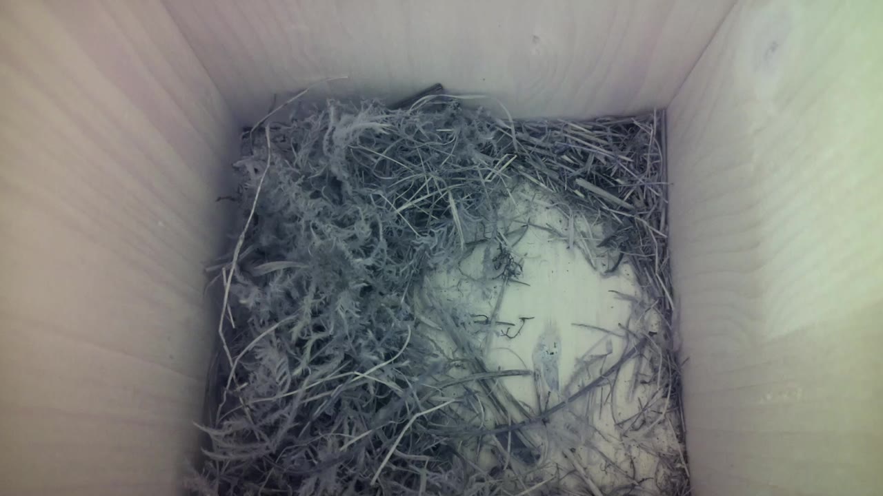 Aufnahme aus dem Vogelhaus
