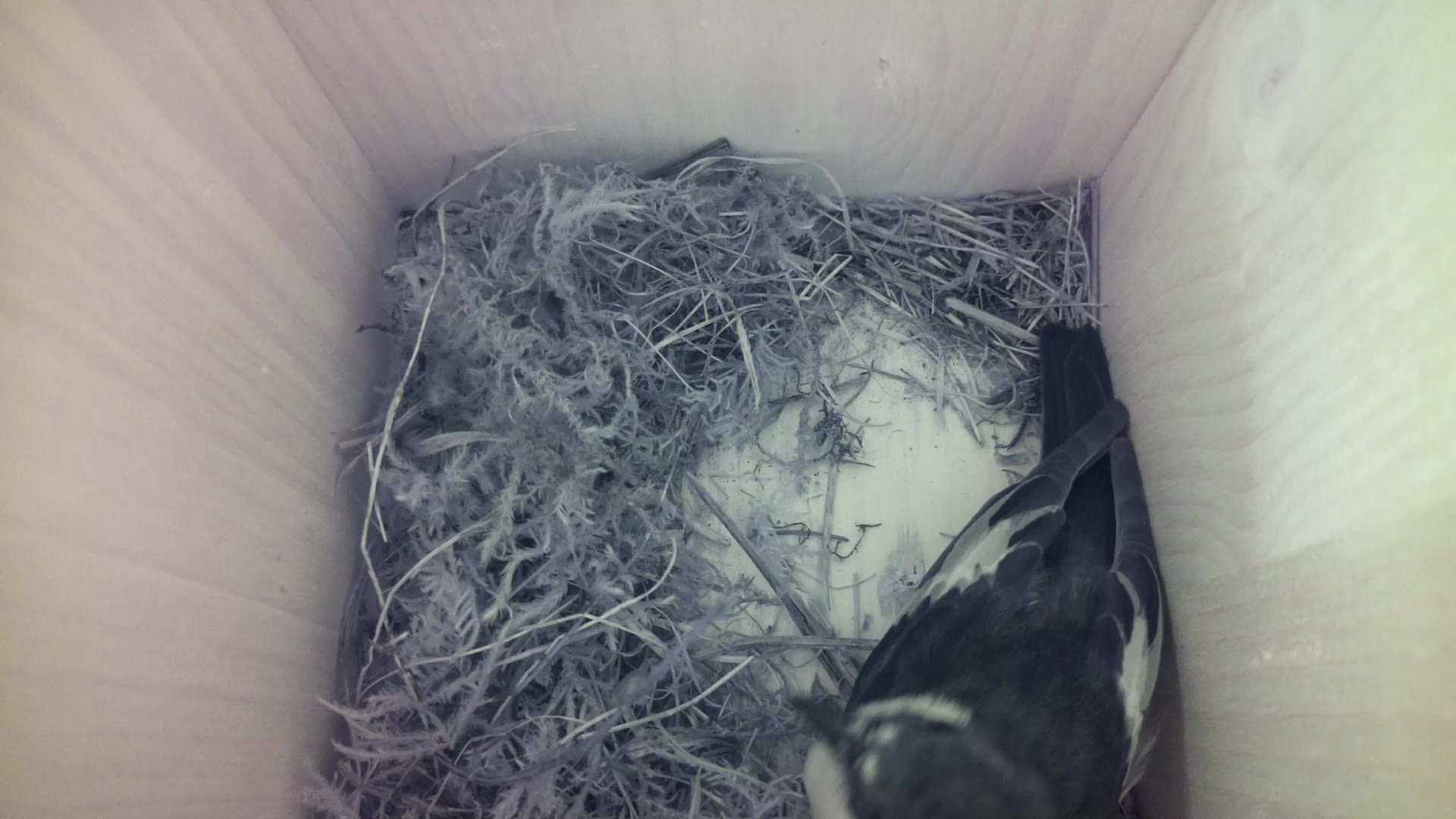 Aufnahme aus dem Vogelhaus