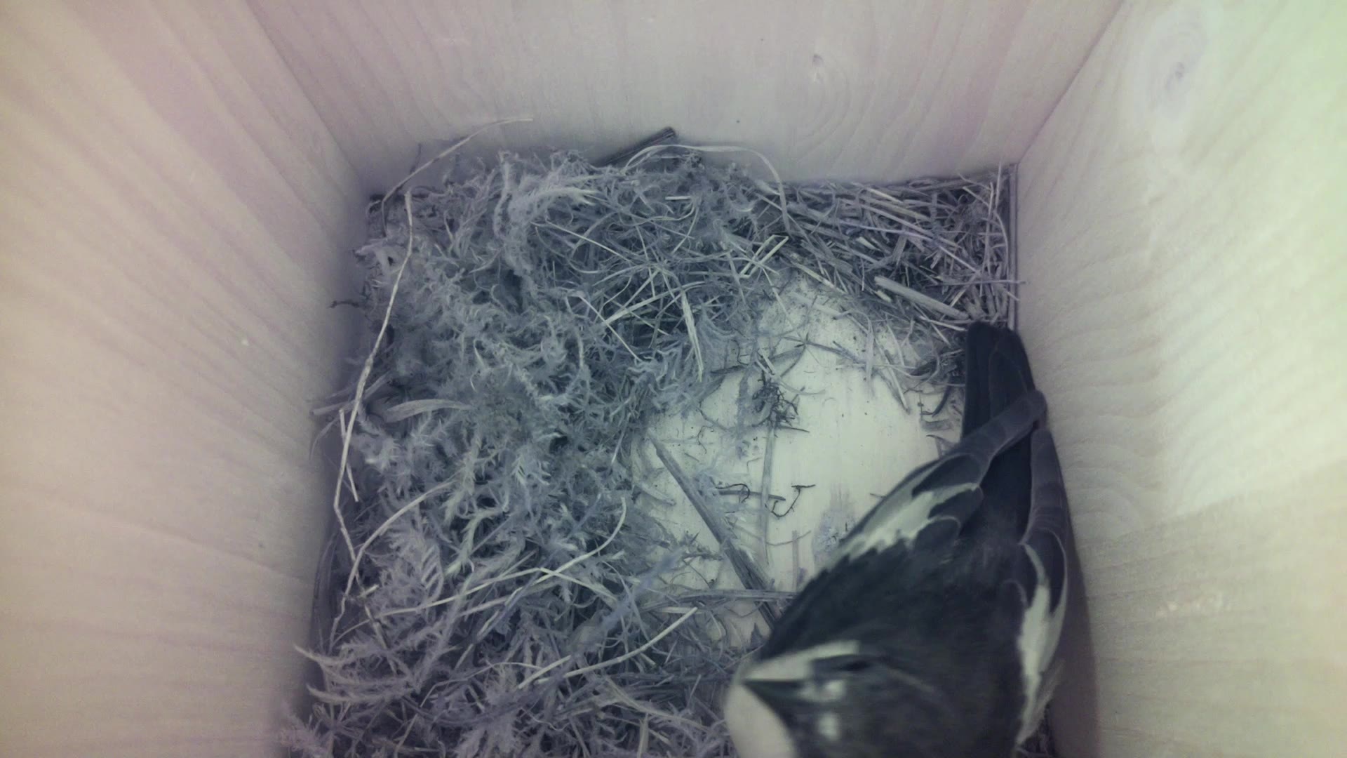 Aufnahme aus dem Vogelhaus