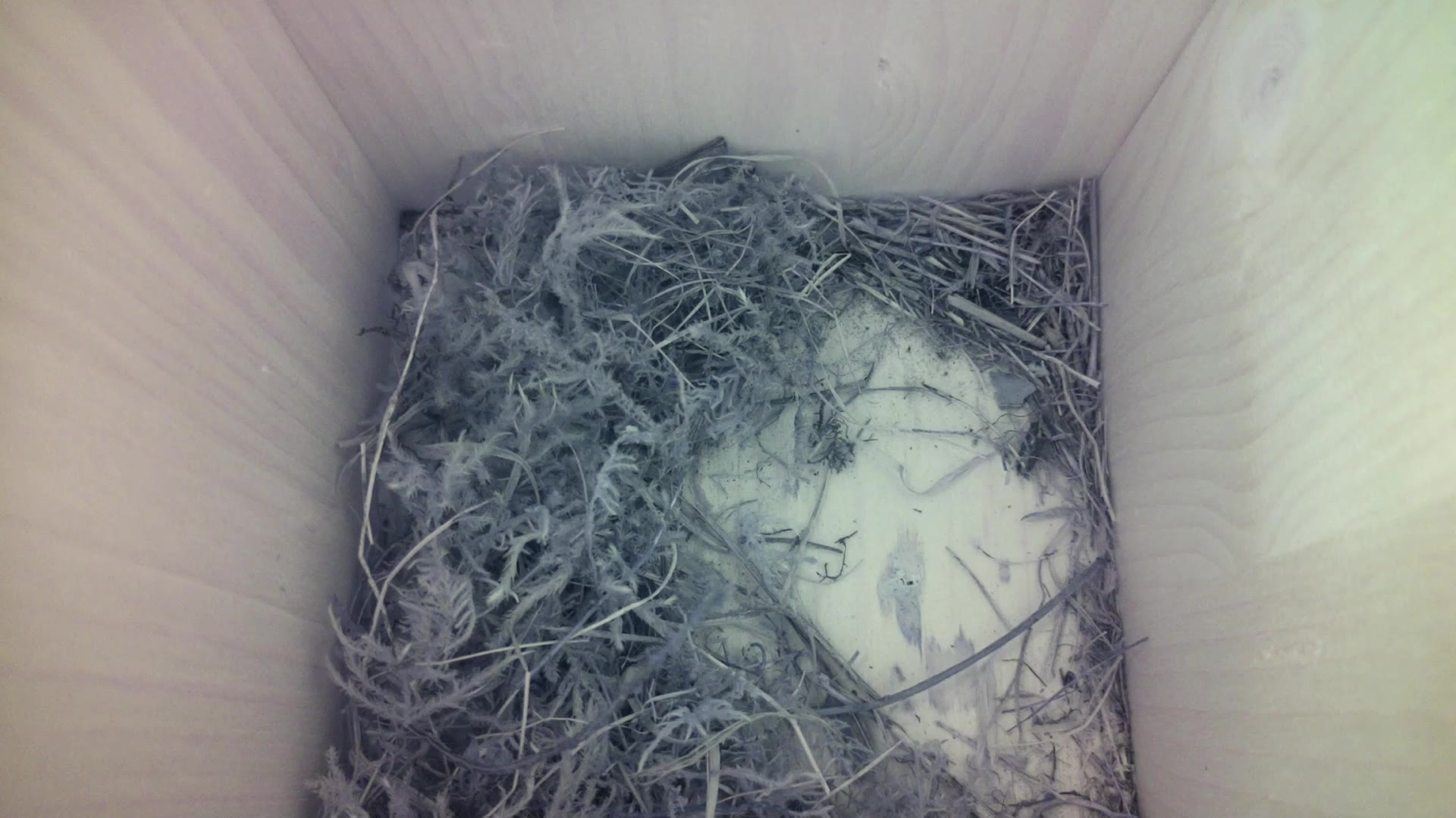 Aufnahme aus dem Vogelhaus