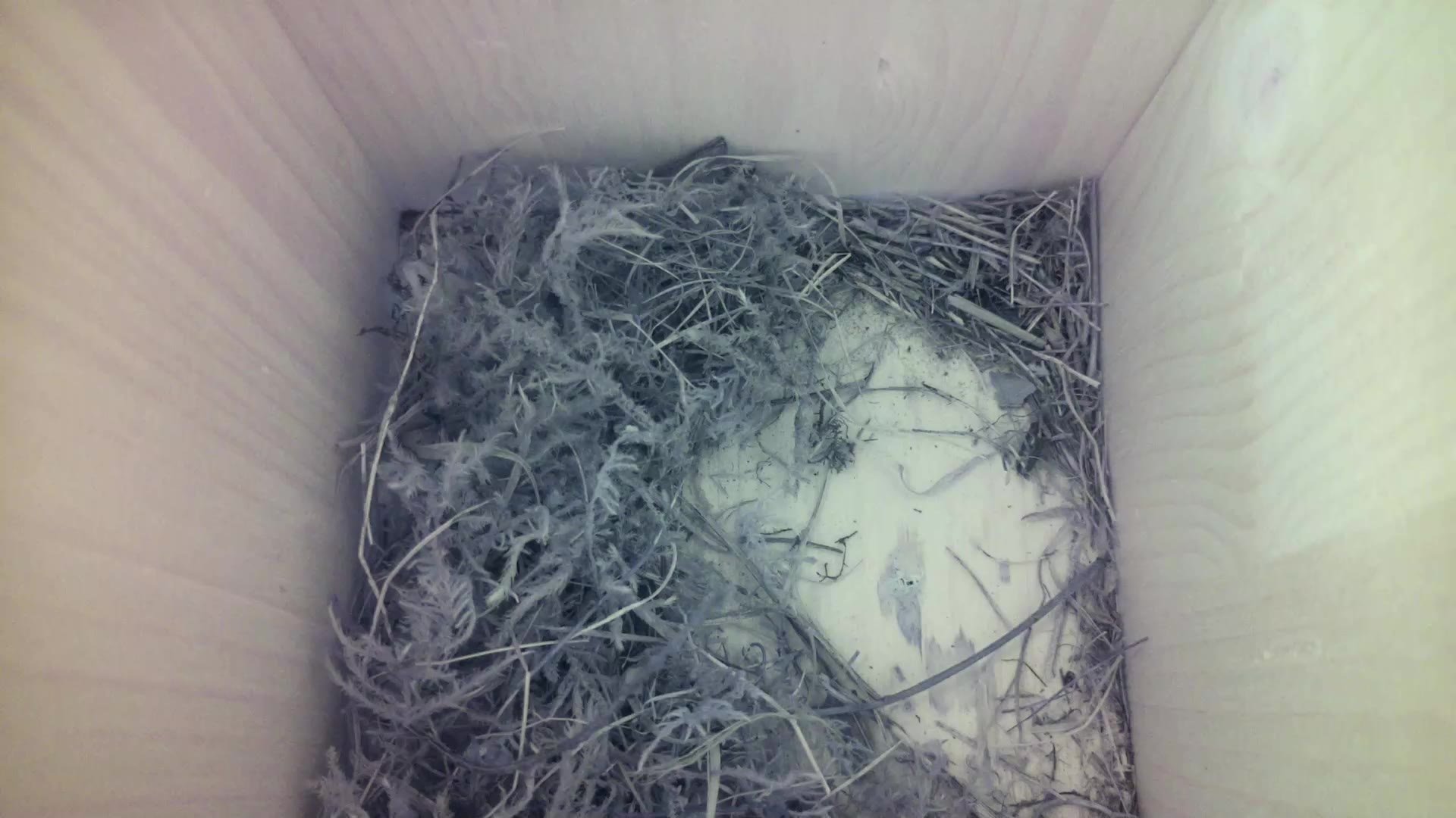 Aufnahme aus dem Vogelhaus