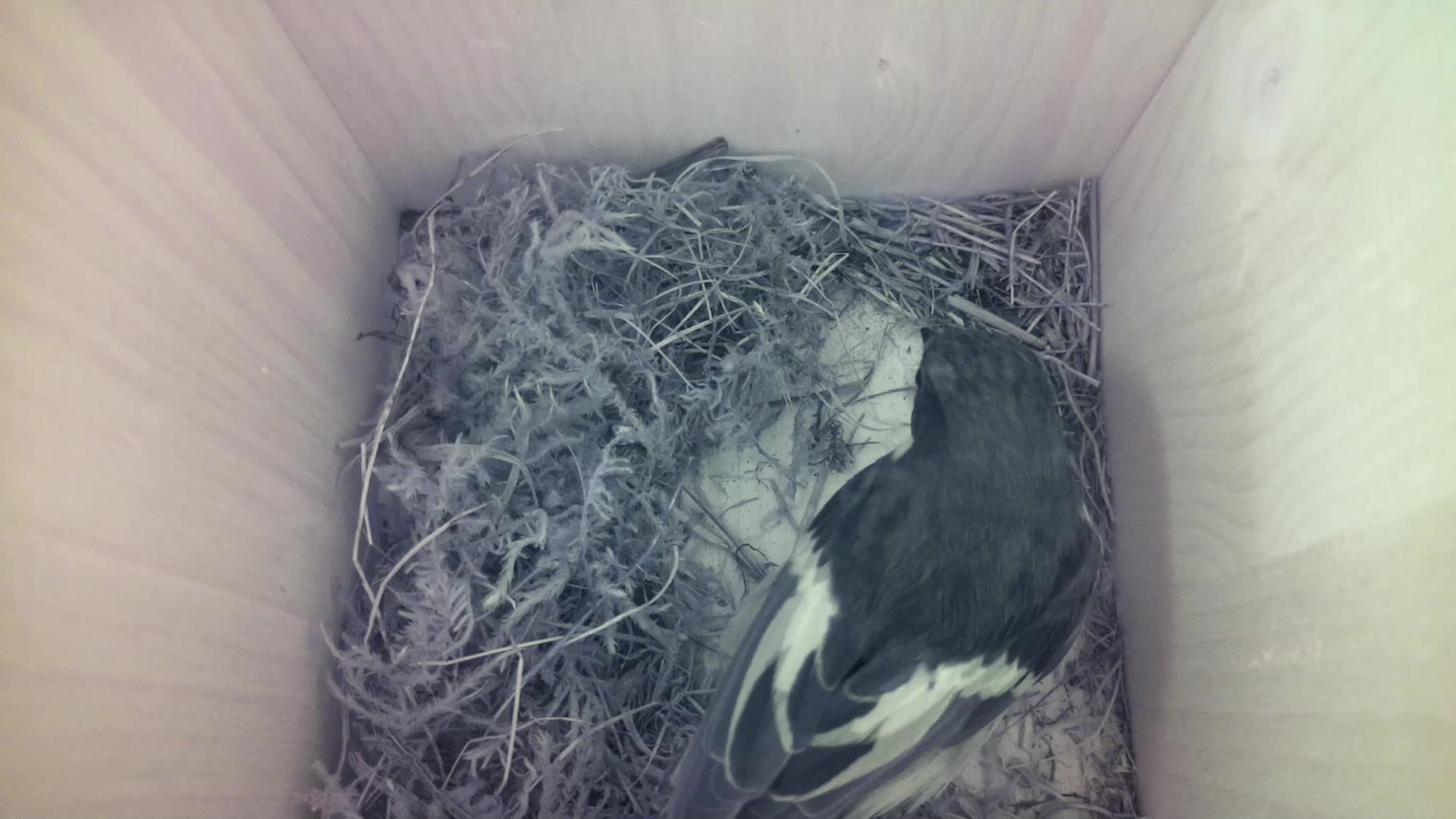 Aufnahme aus dem Vogelhaus