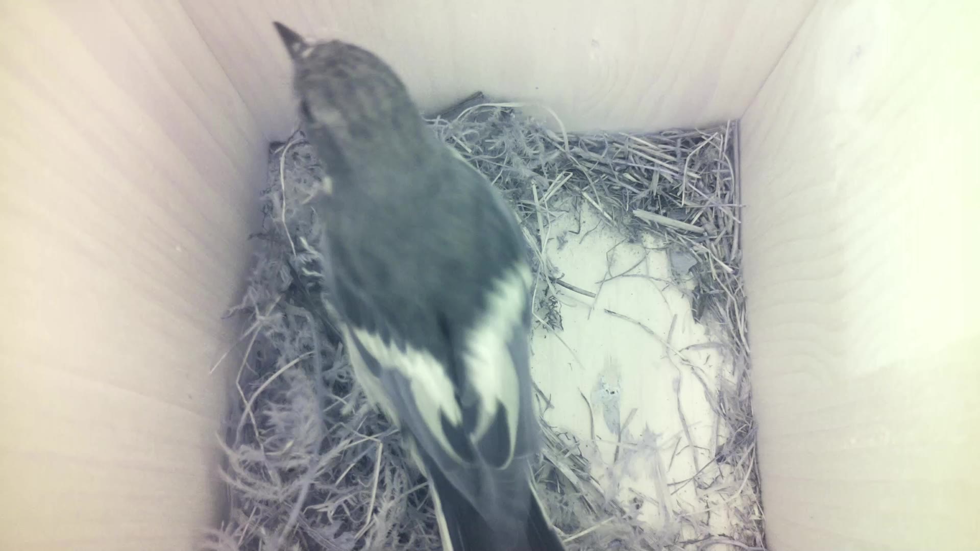 Aufnahme aus dem Vogelhaus
