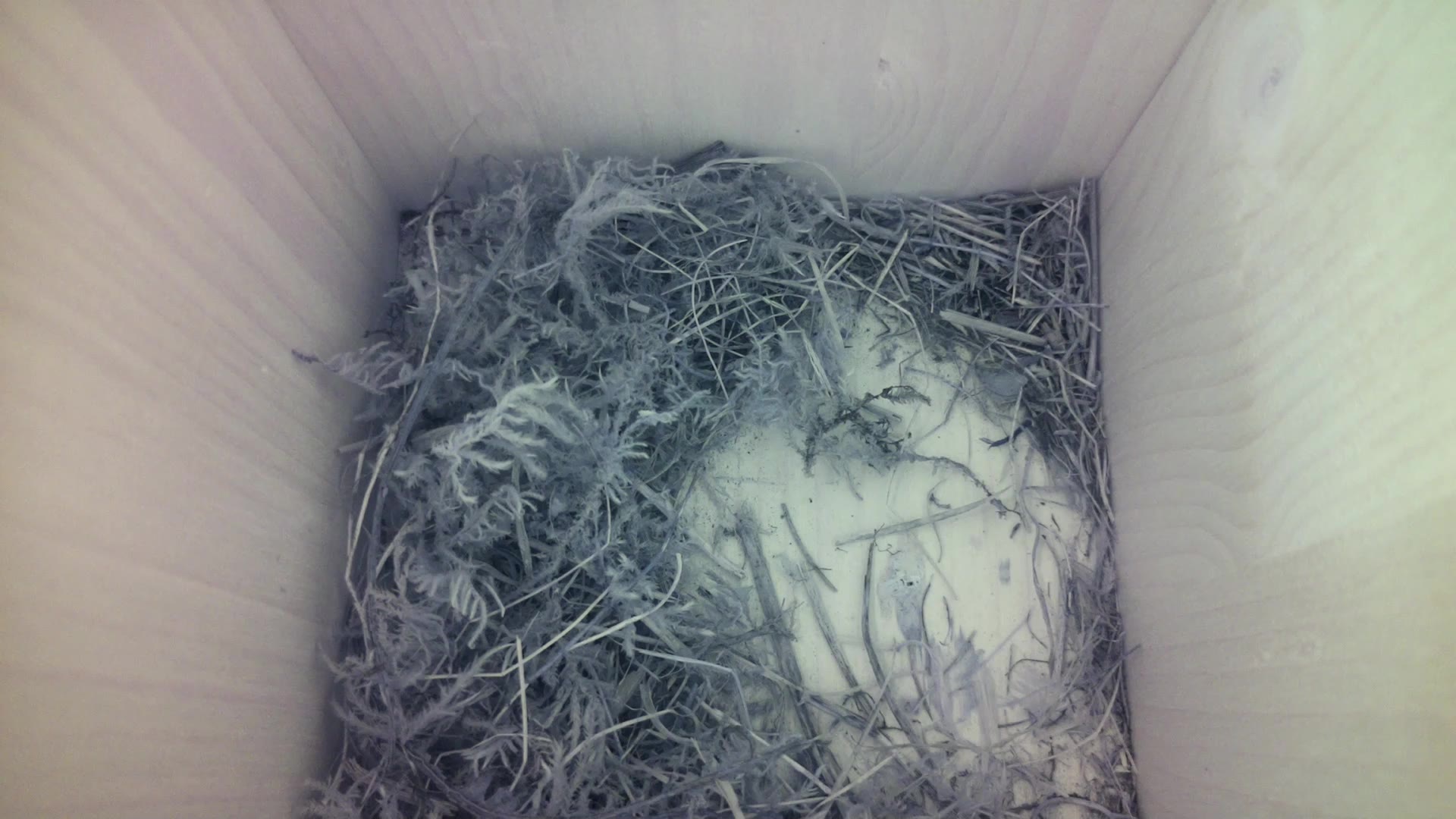 Aufnahme aus dem Vogelhaus