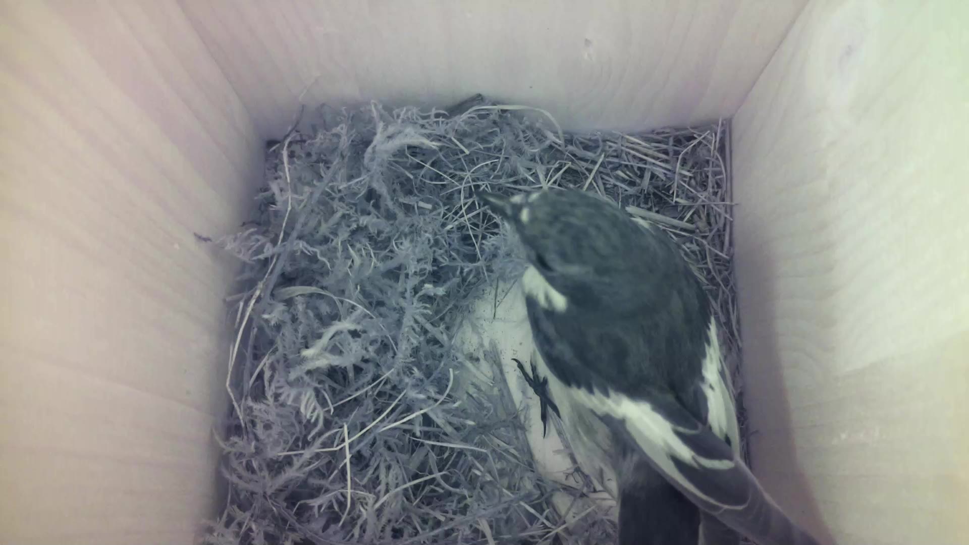 Aufnahme aus dem Vogelhaus
