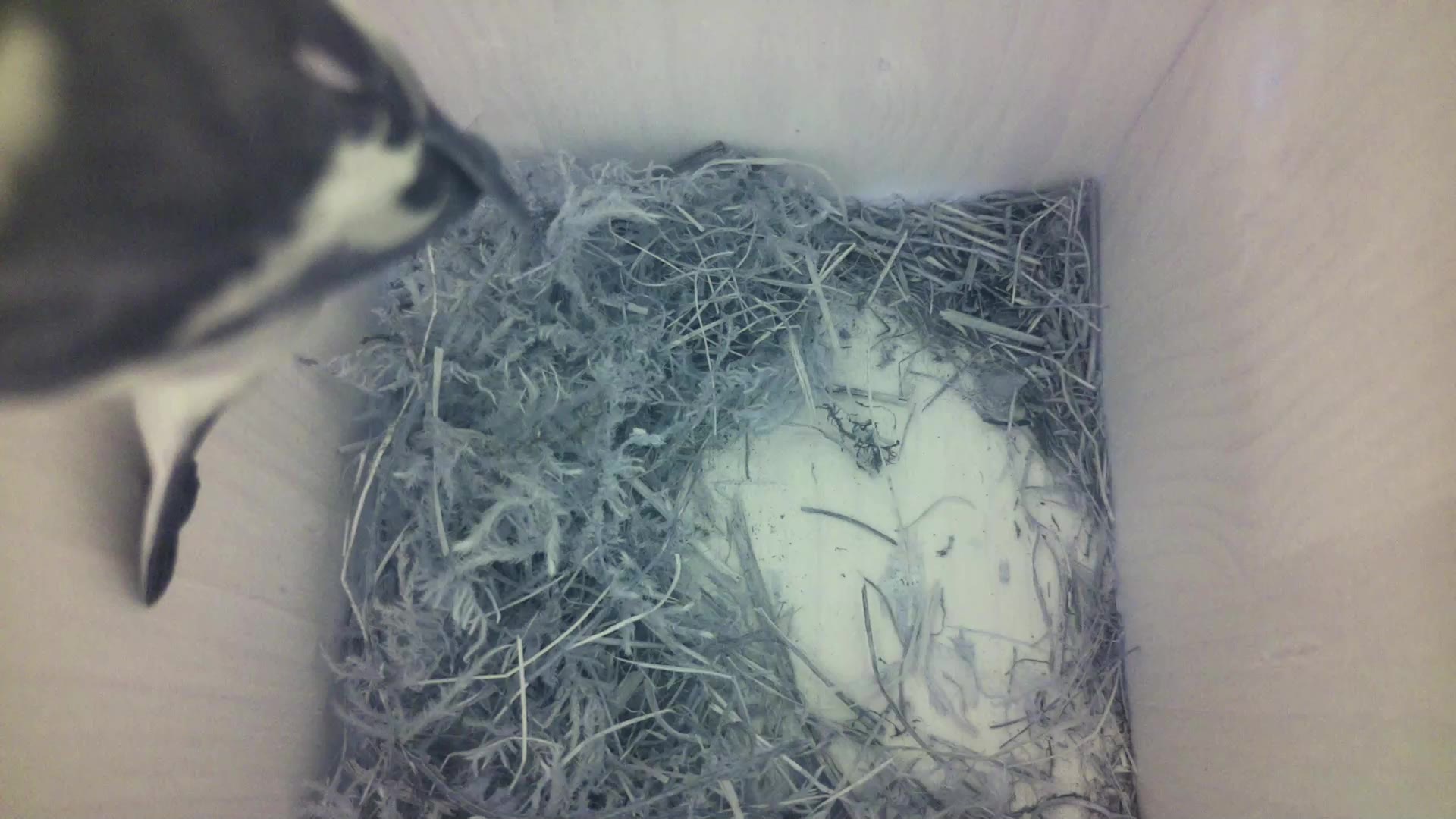 Aufnahme aus dem Vogelhaus