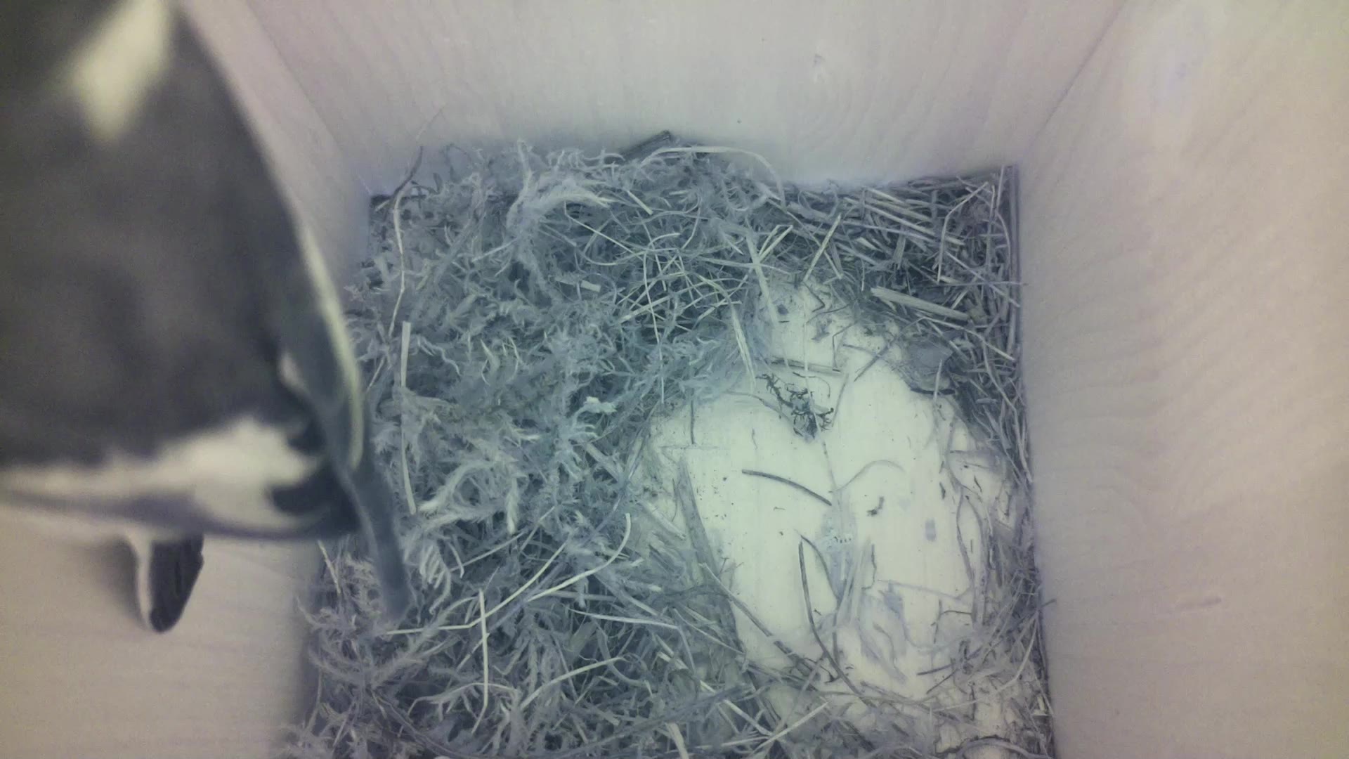 Aufnahme aus dem Vogelhaus