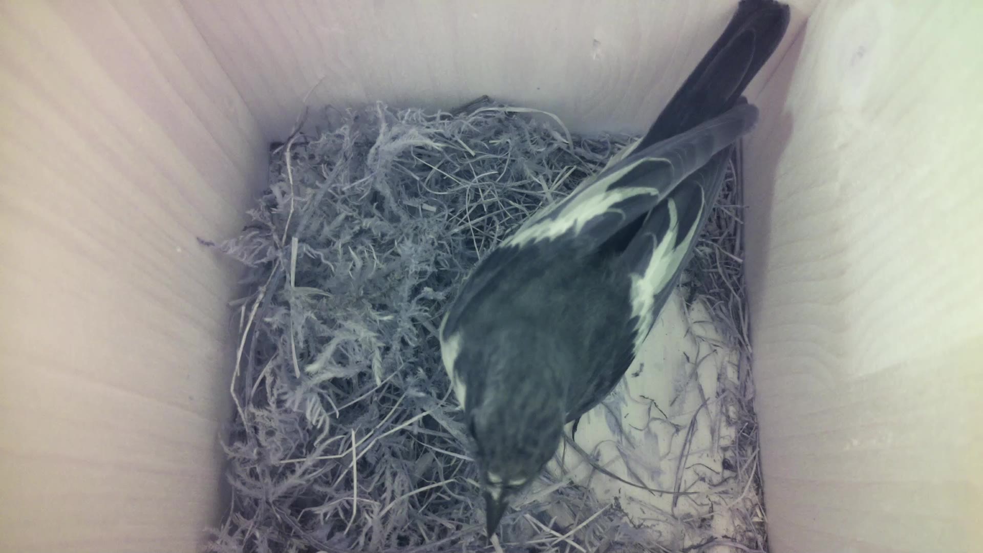 Aufnahme aus dem Vogelhaus