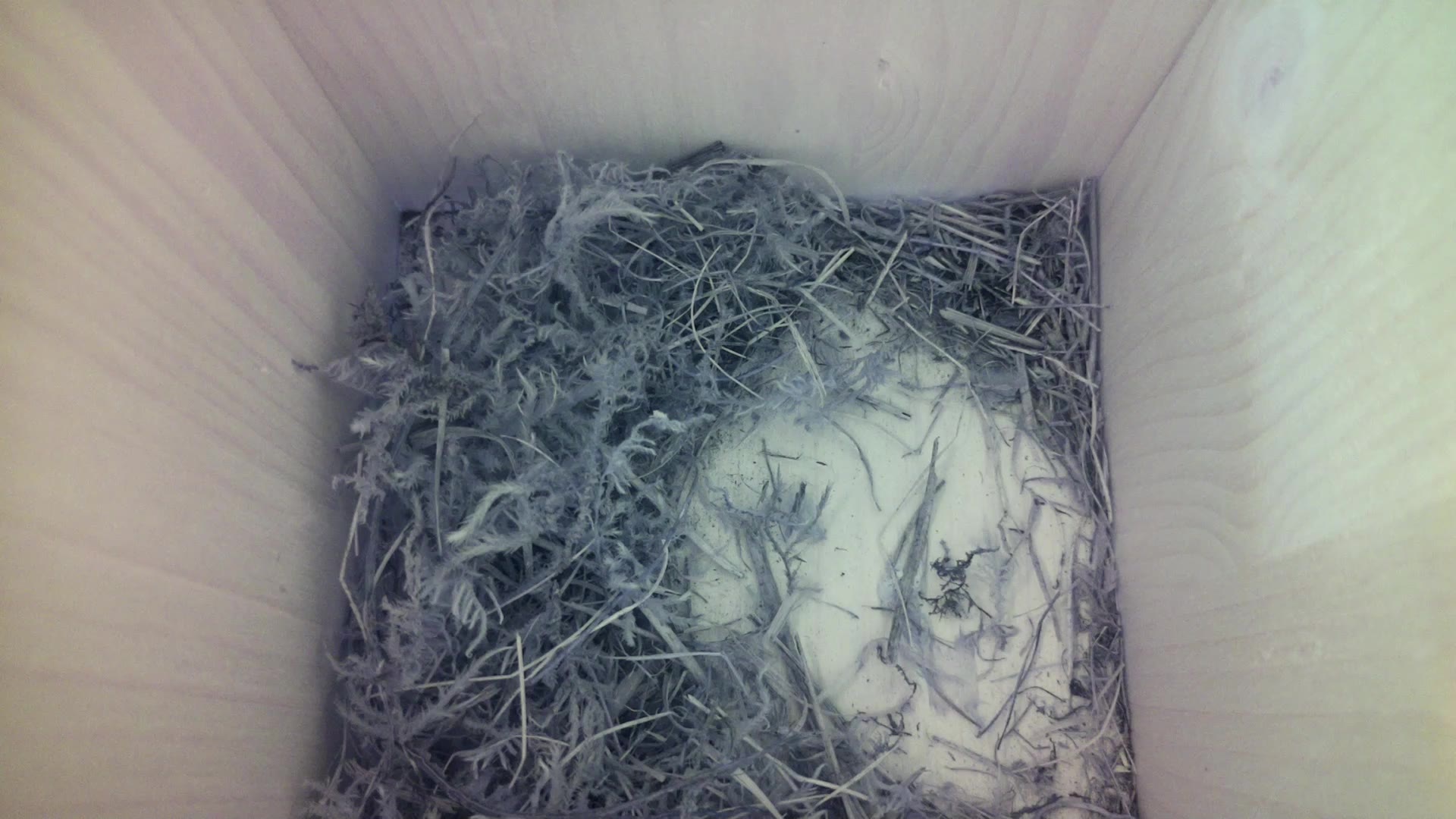 Aufnahme aus dem Vogelhaus