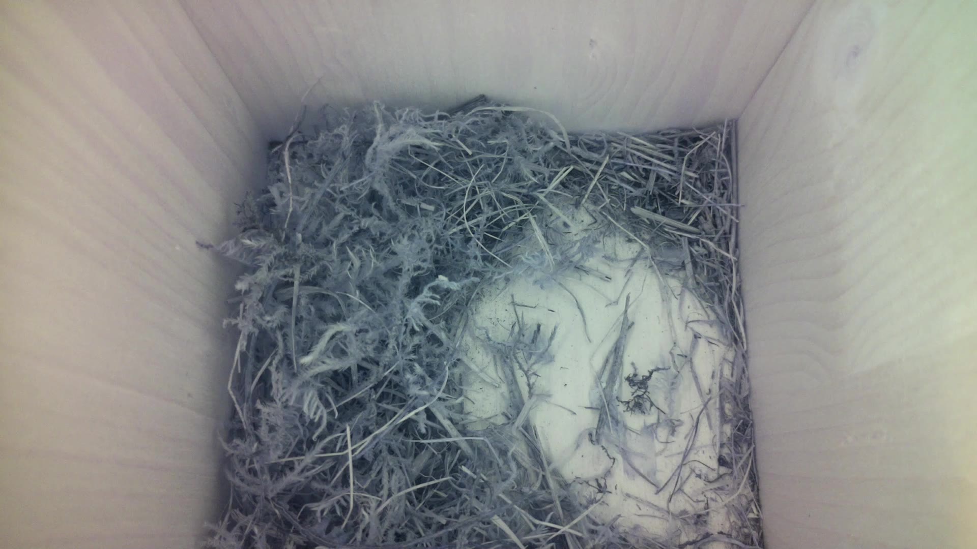 Aufnahme aus dem Vogelhaus