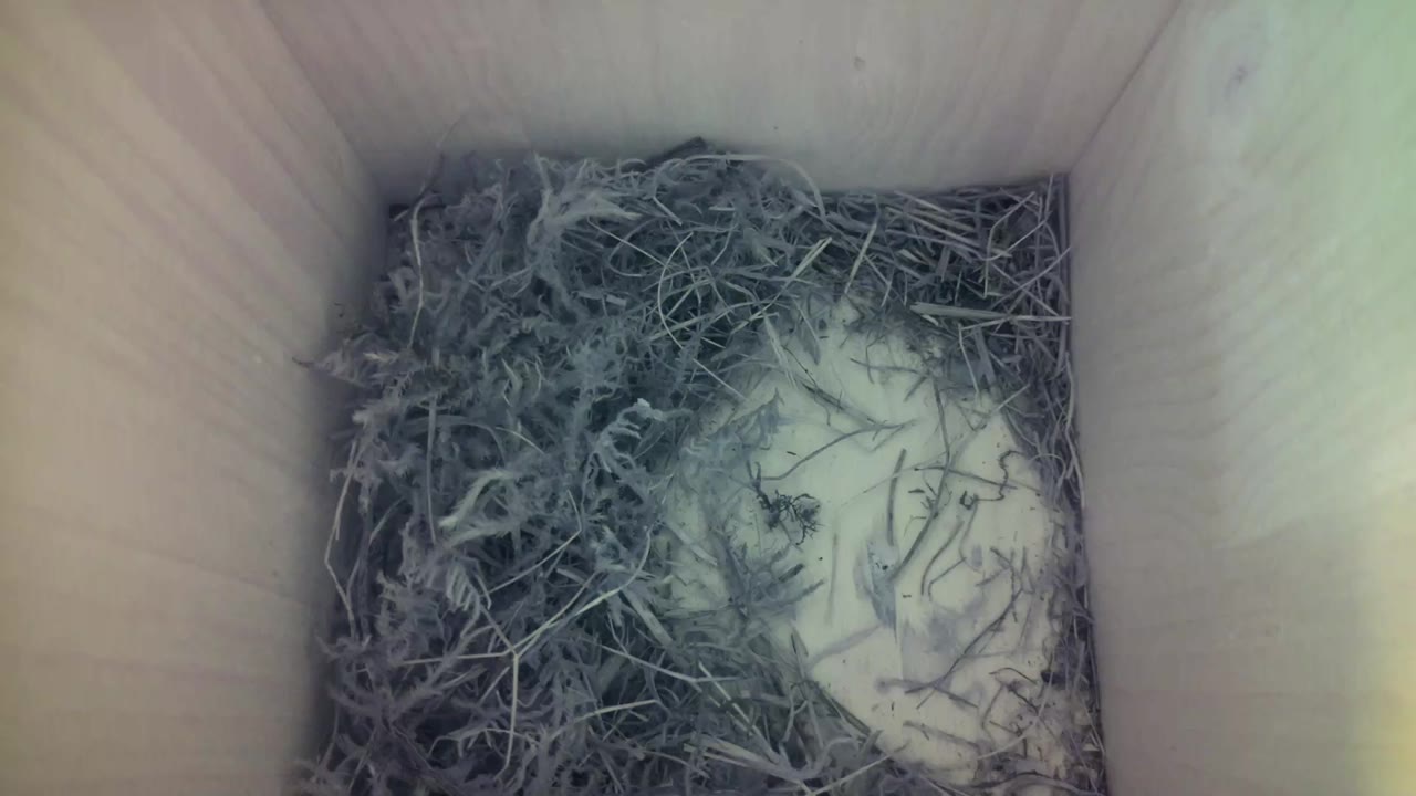 Aufnahme aus dem Vogelhaus