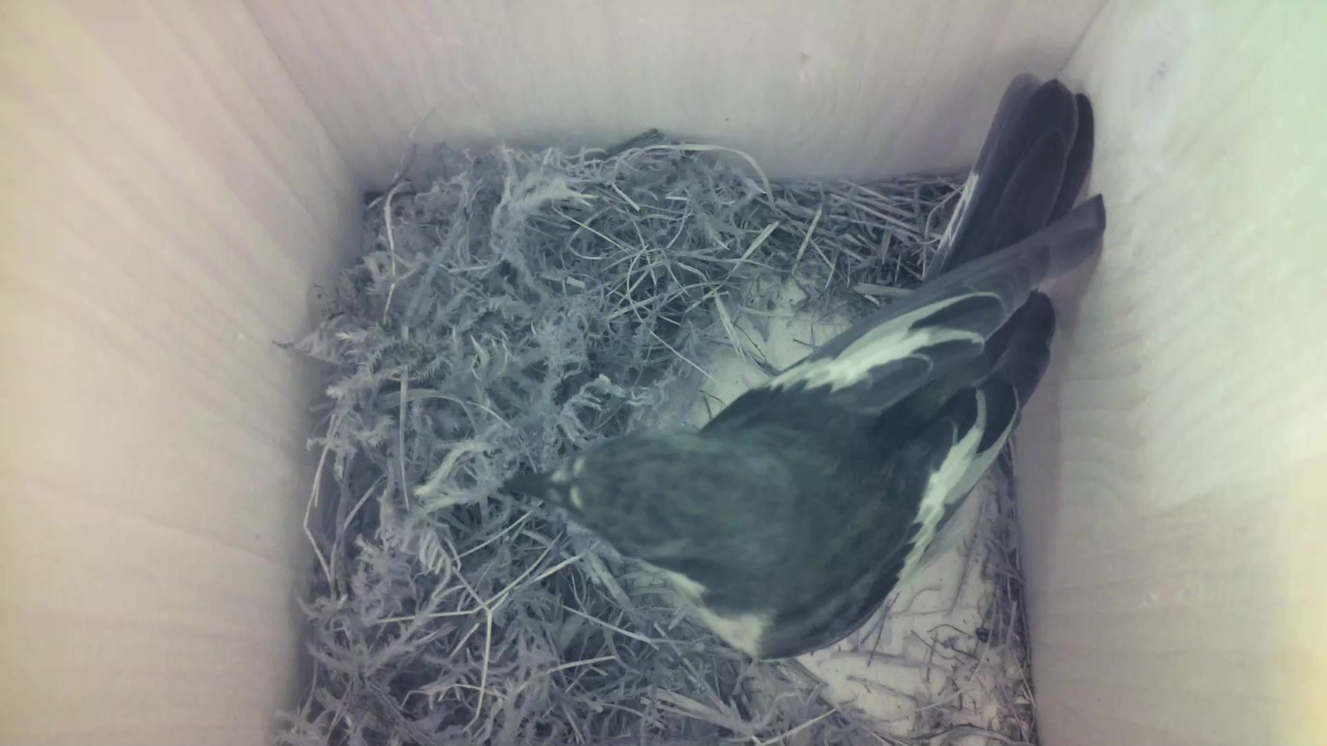 Aufnahme aus dem Vogelhaus