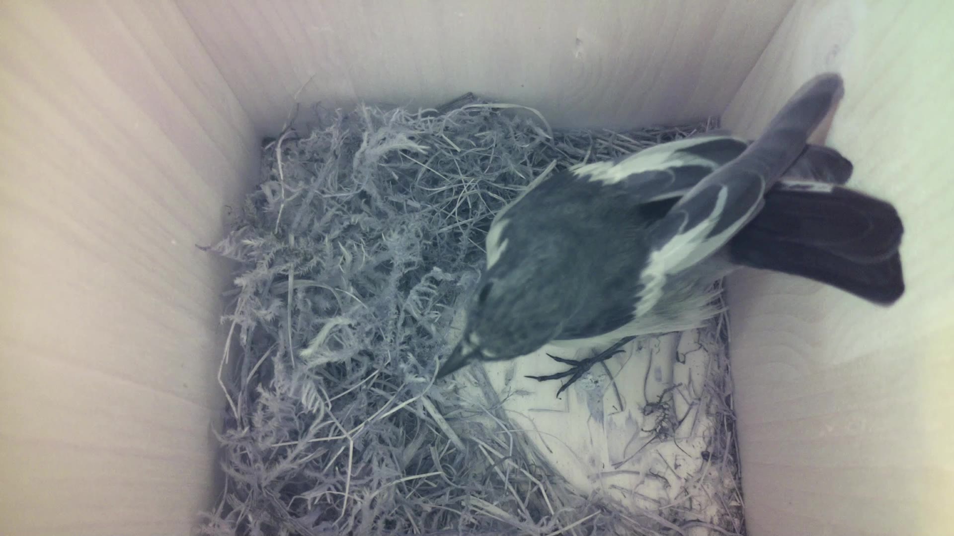 Aufnahme aus dem Vogelhaus