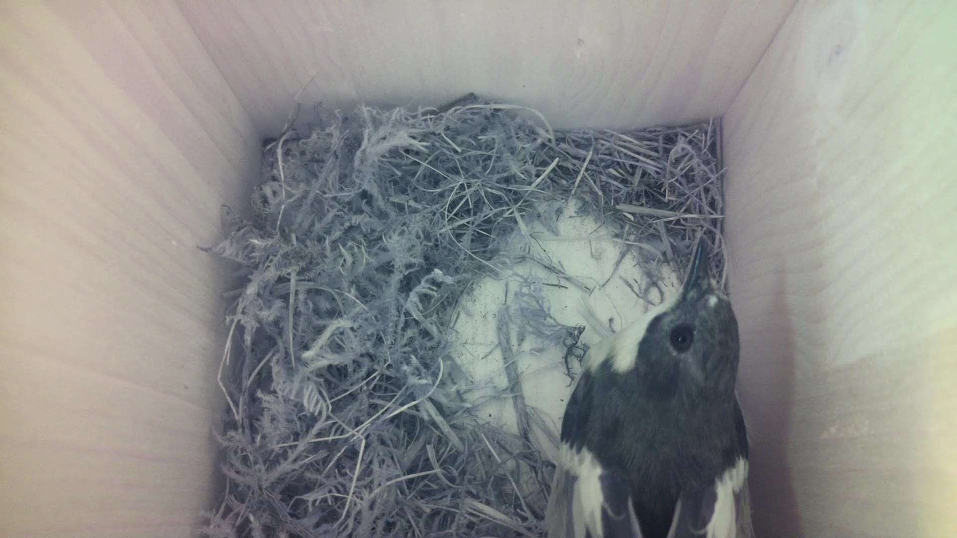 Aufnahme aus dem Vogelhaus
