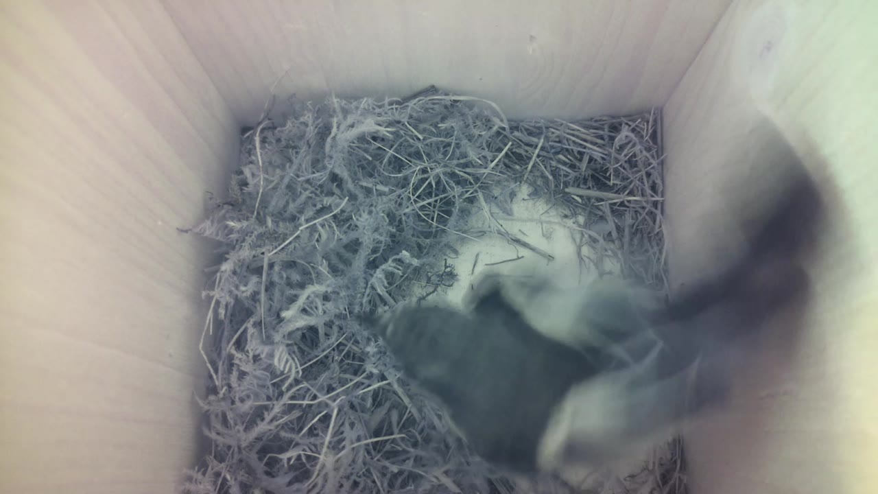 Aufnahme aus dem Vogelhaus
