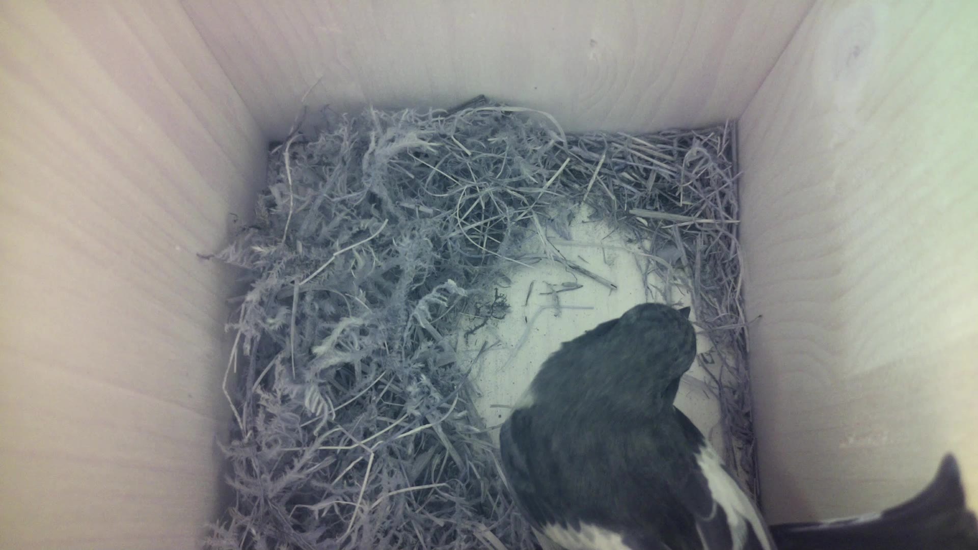 Aufnahme aus dem Vogelhaus