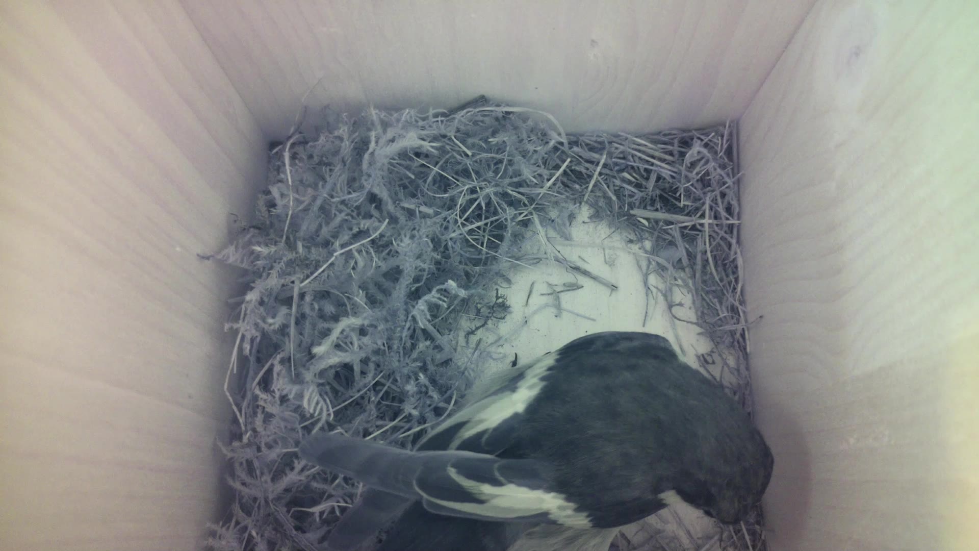 Aufnahme aus dem Vogelhaus