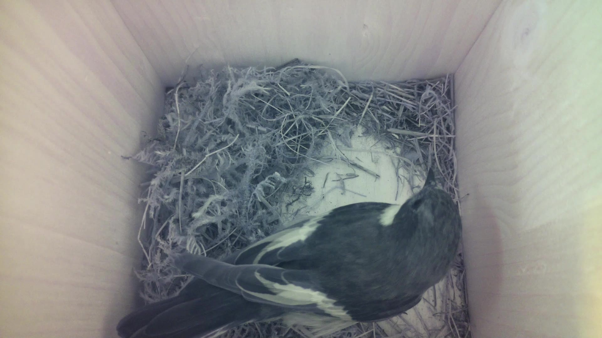 Aufnahme aus dem Vogelhaus