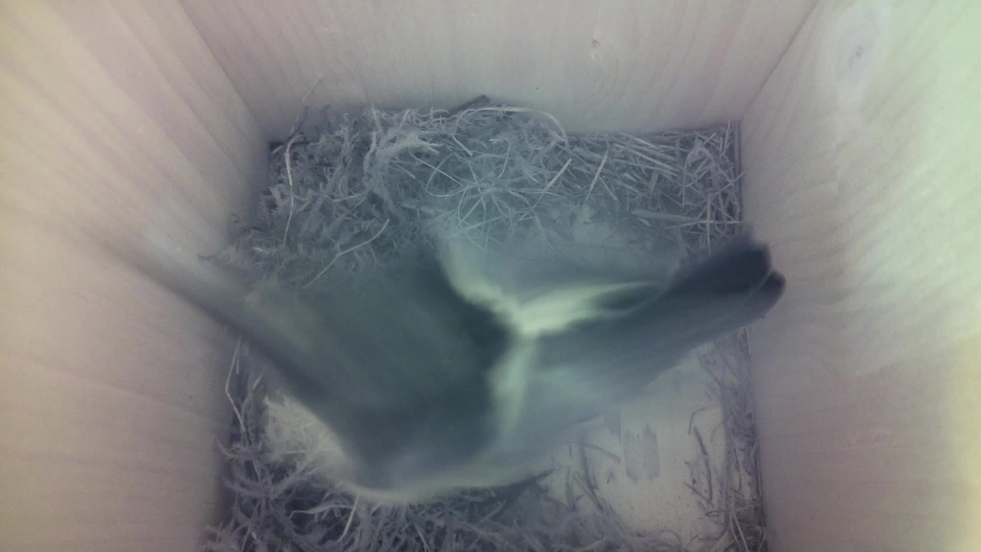 Aufnahme aus dem Vogelhaus