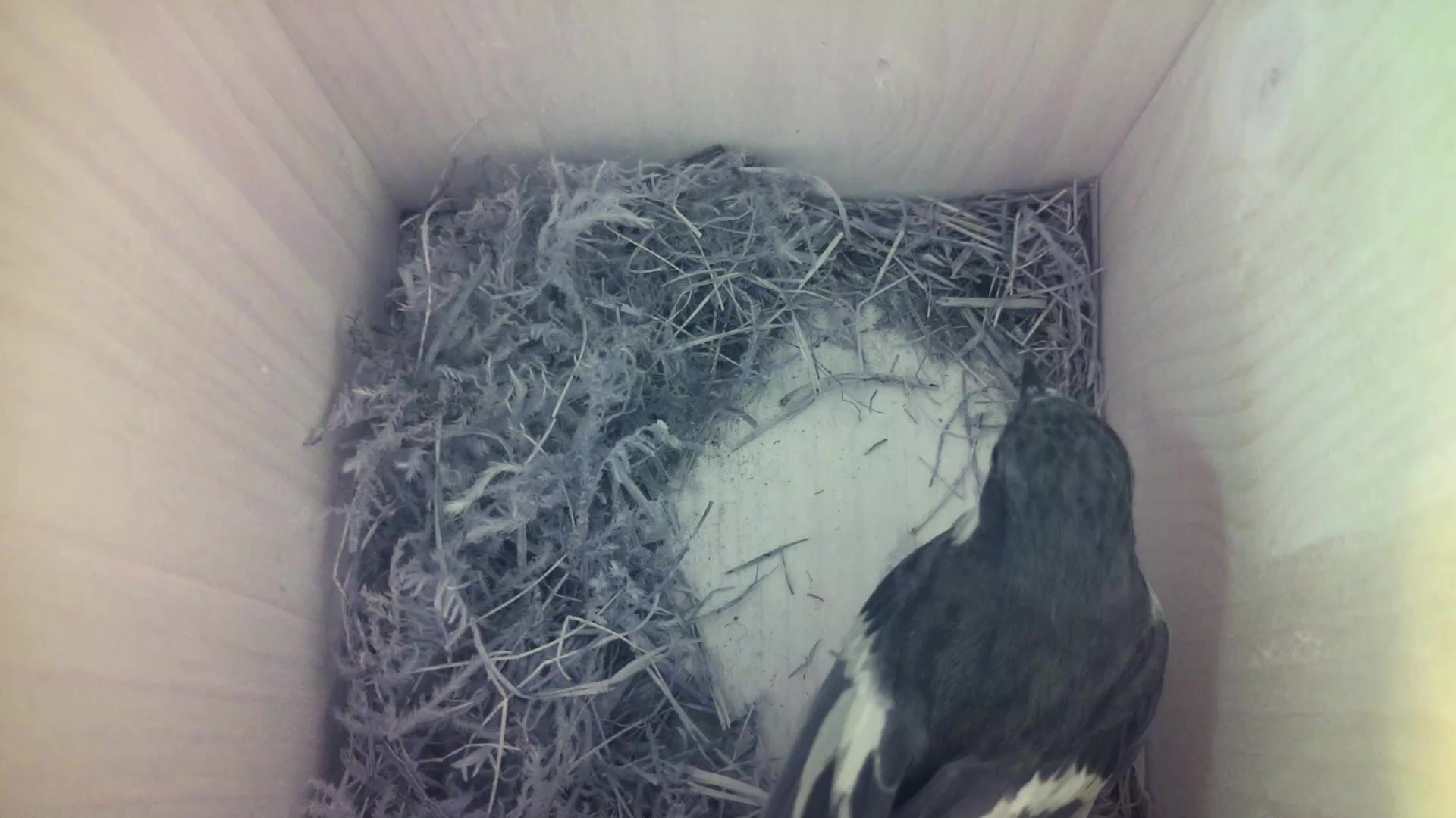 Aufnahme aus dem Vogelhaus