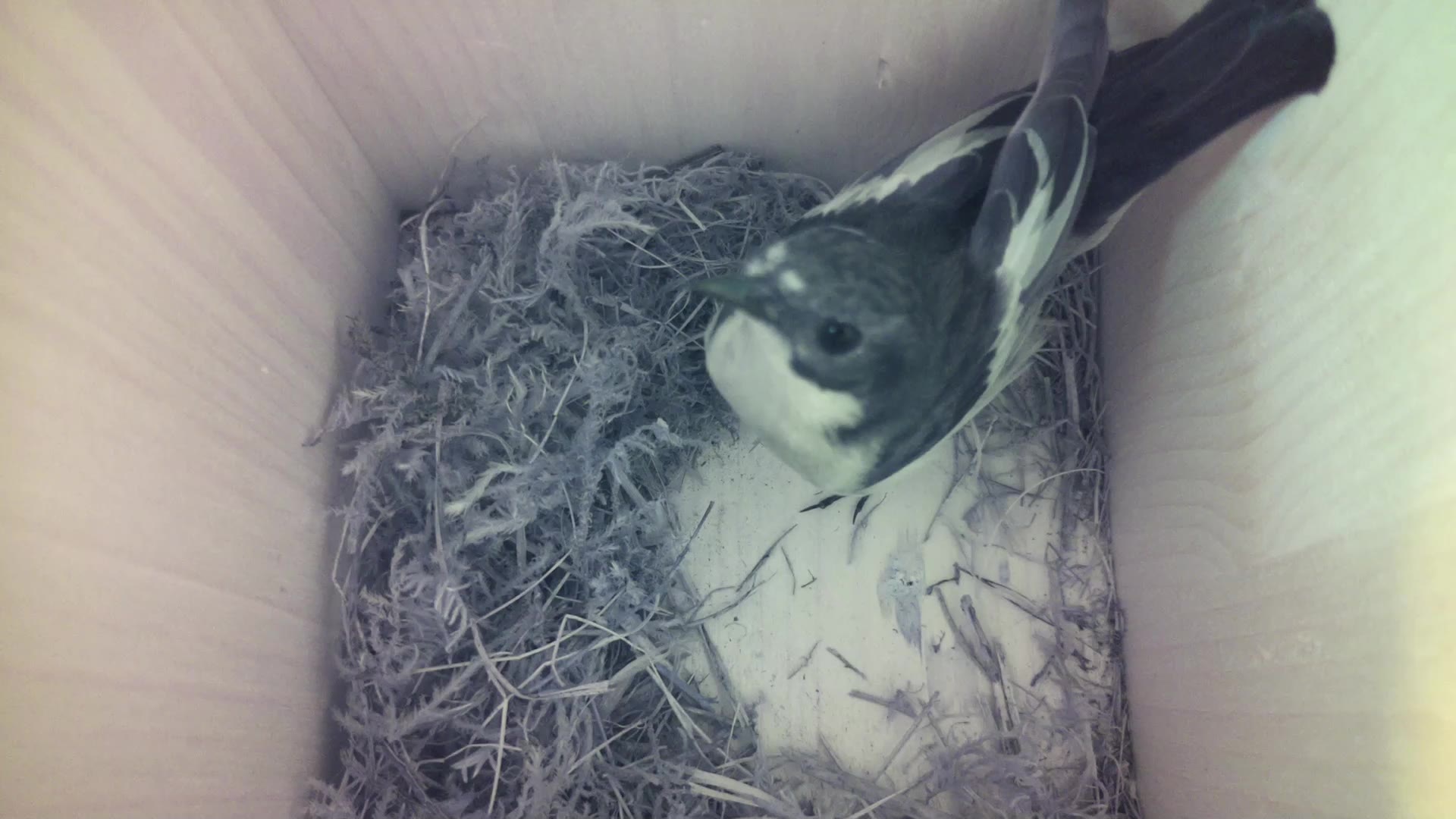 Aufnahme aus dem Vogelhaus
