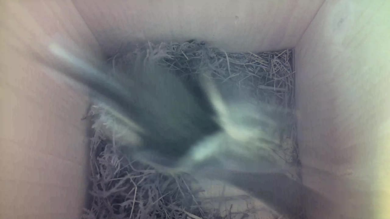Aufnahme aus dem Vogelhaus