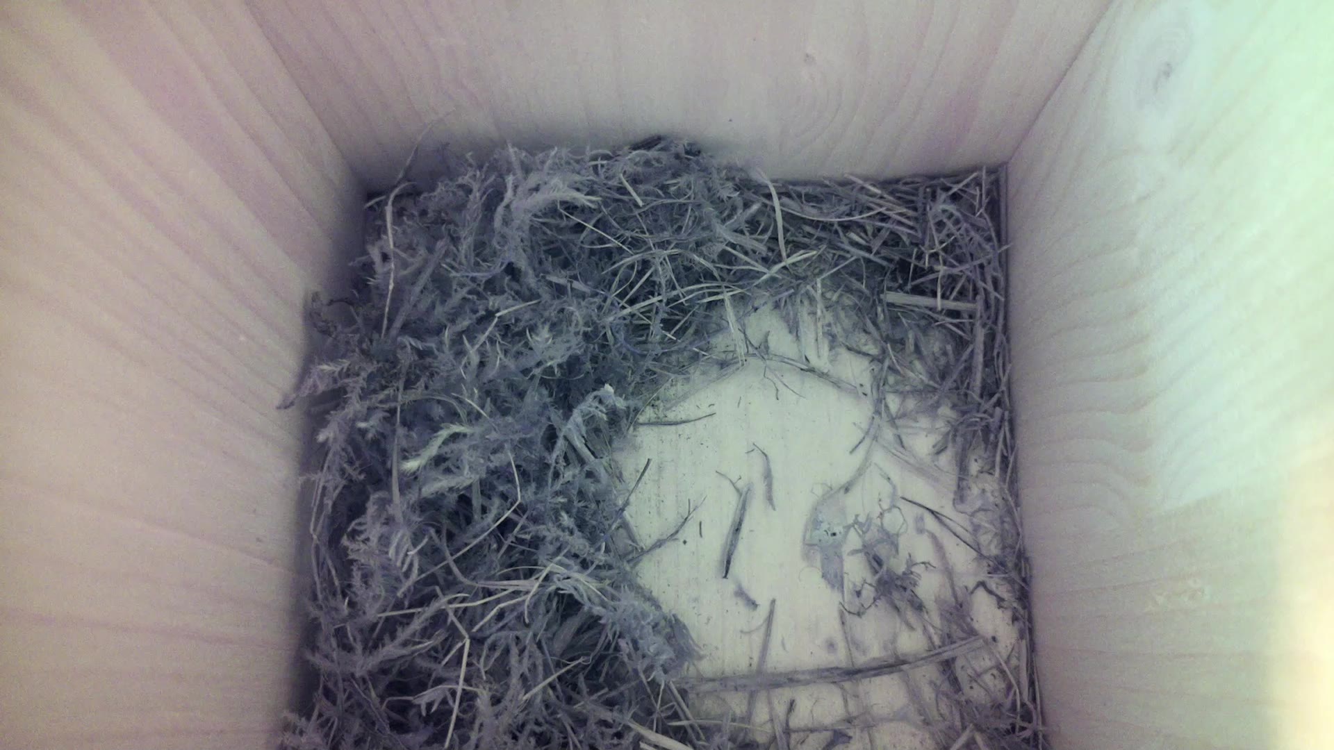 Aufnahme aus dem Vogelhaus