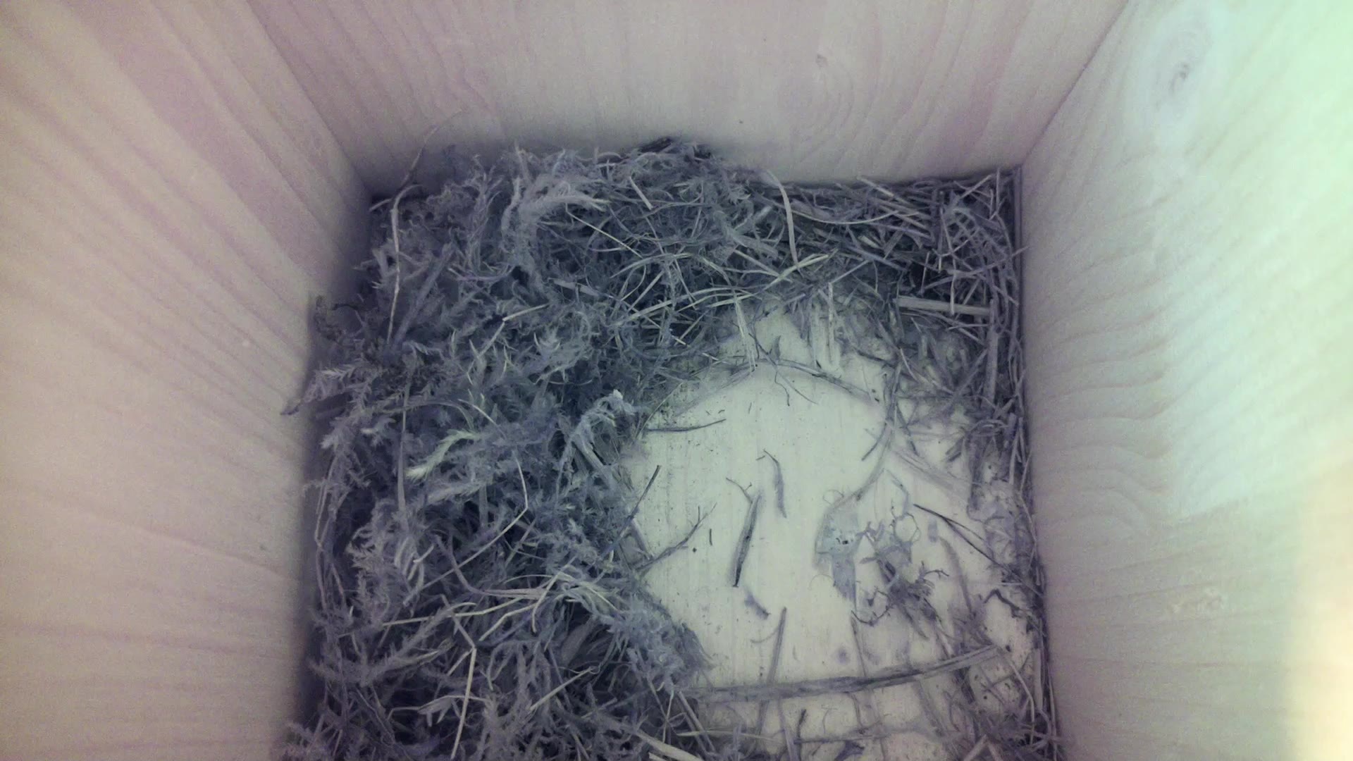 Aufnahme aus dem Vogelhaus