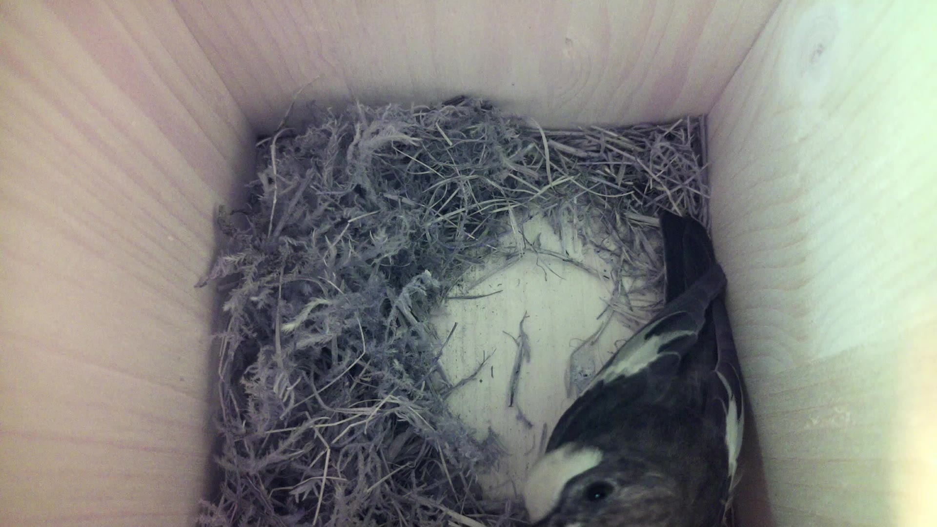 Aufnahme aus dem Vogelhaus