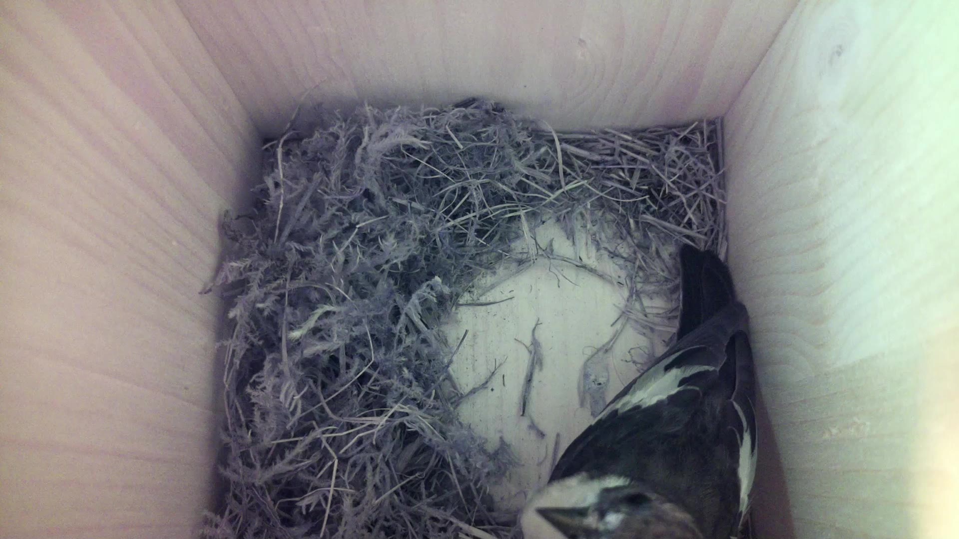 Aufnahme aus dem Vogelhaus