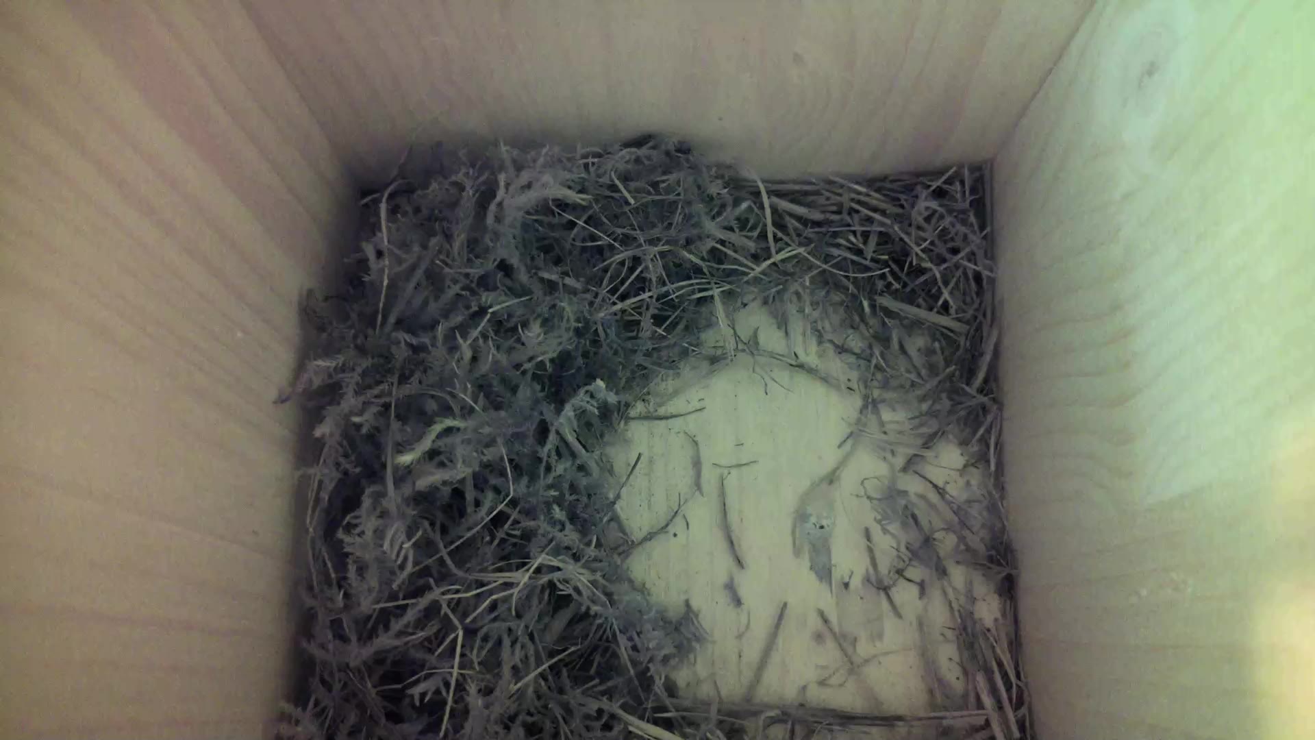 Aufnahme aus dem Vogelhaus