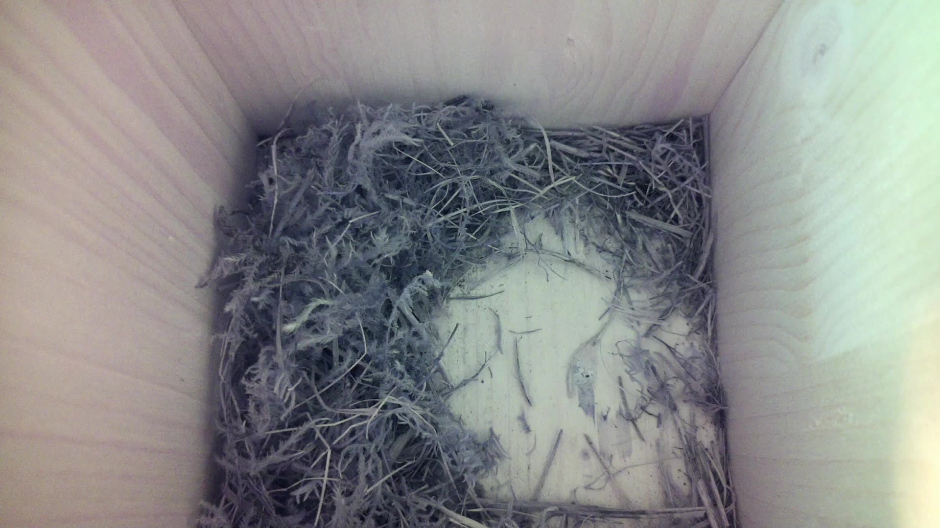 Aufnahme aus dem Vogelhaus