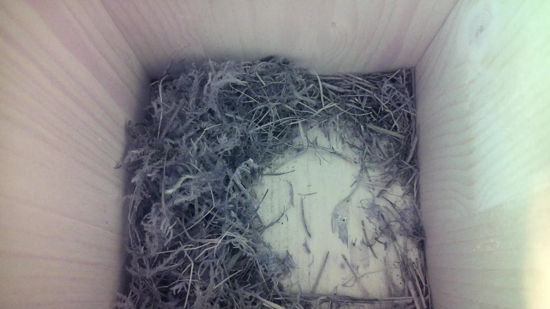 Aufnahme aus dem Vogelhaus
