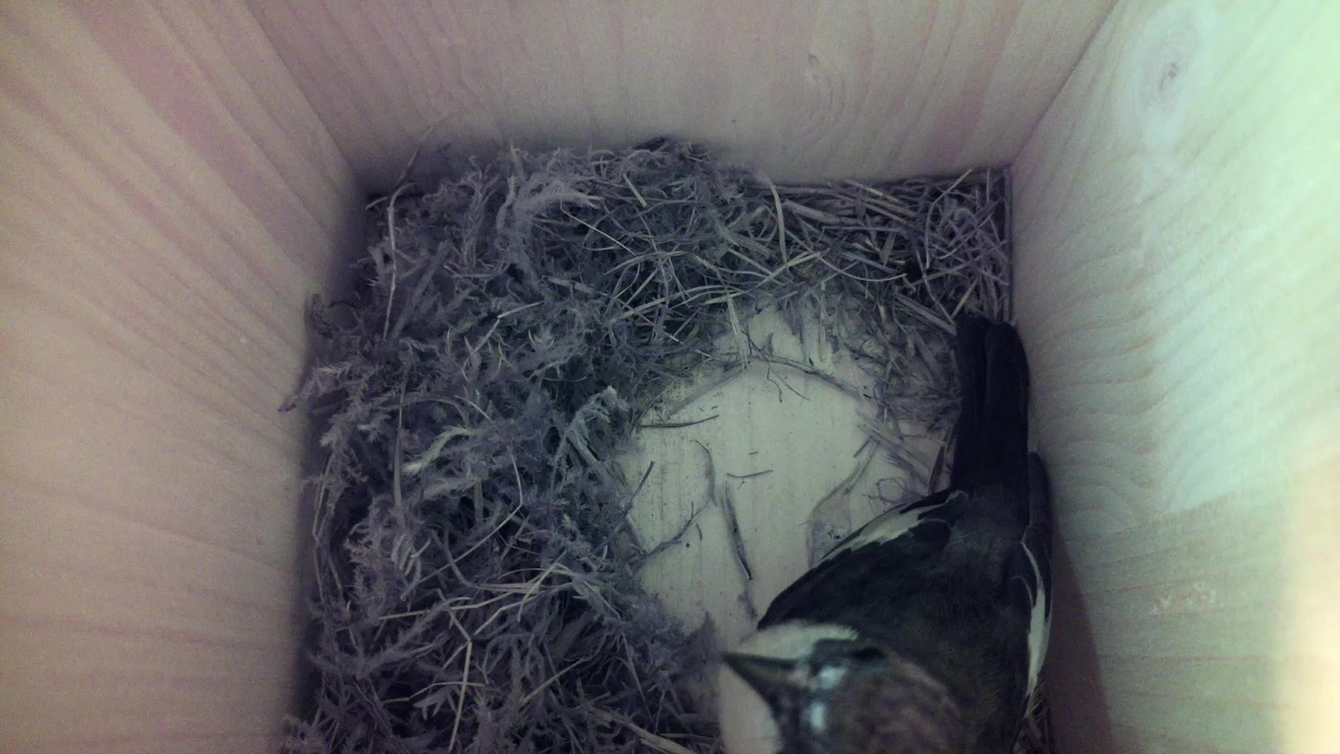 Aufnahme aus dem Vogelhaus