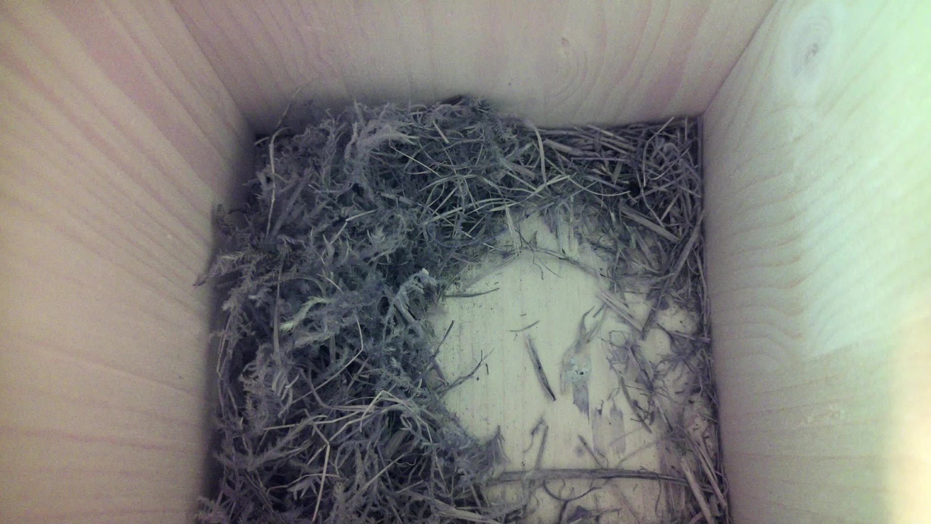 Aufnahme aus dem Vogelhaus
