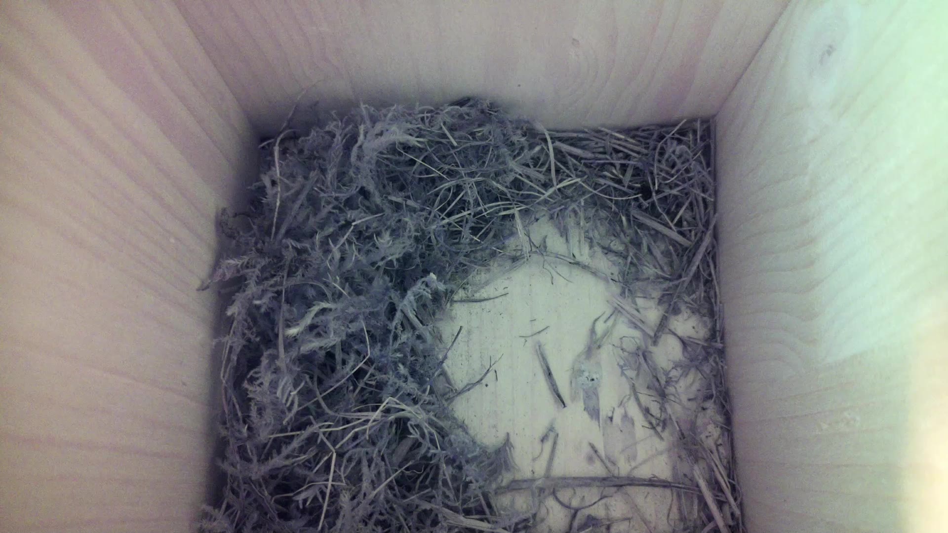 Aufnahme aus dem Vogelhaus