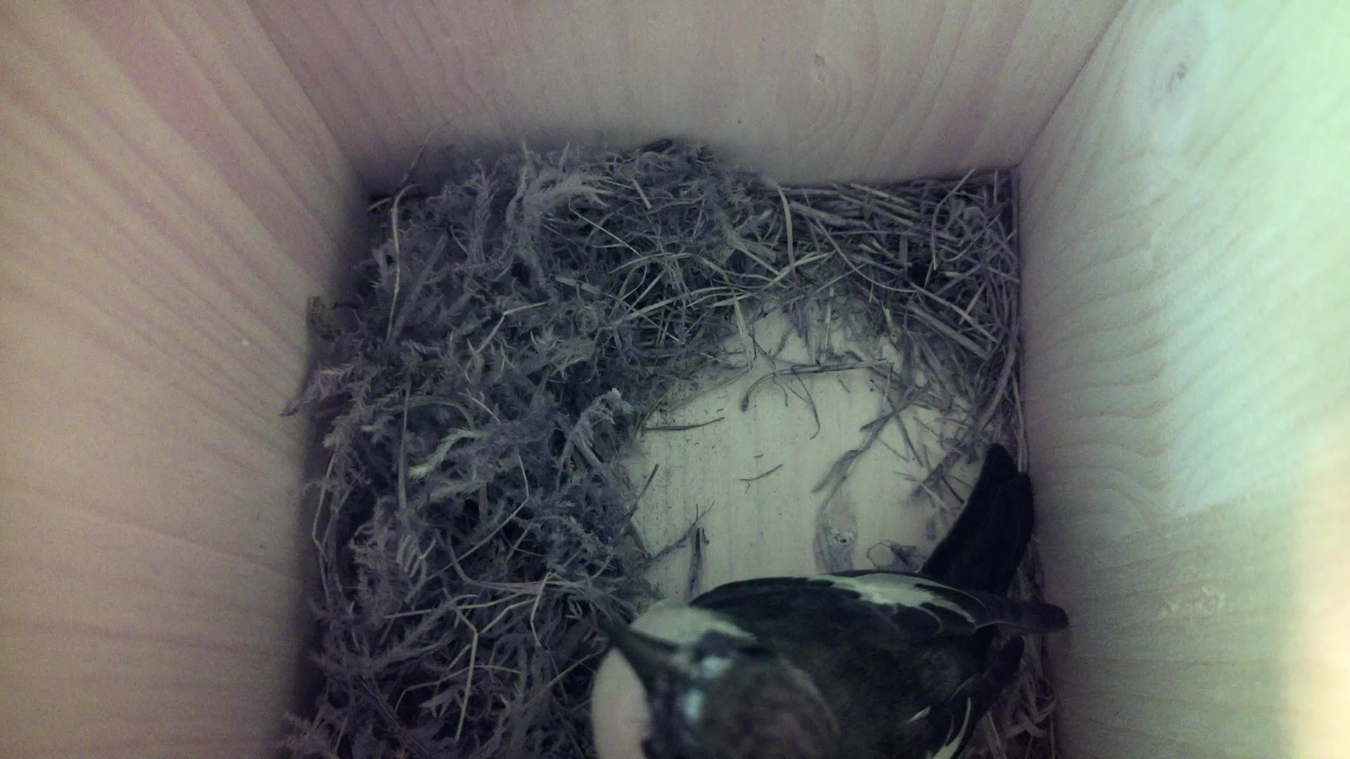 Aufnahme aus dem Vogelhaus