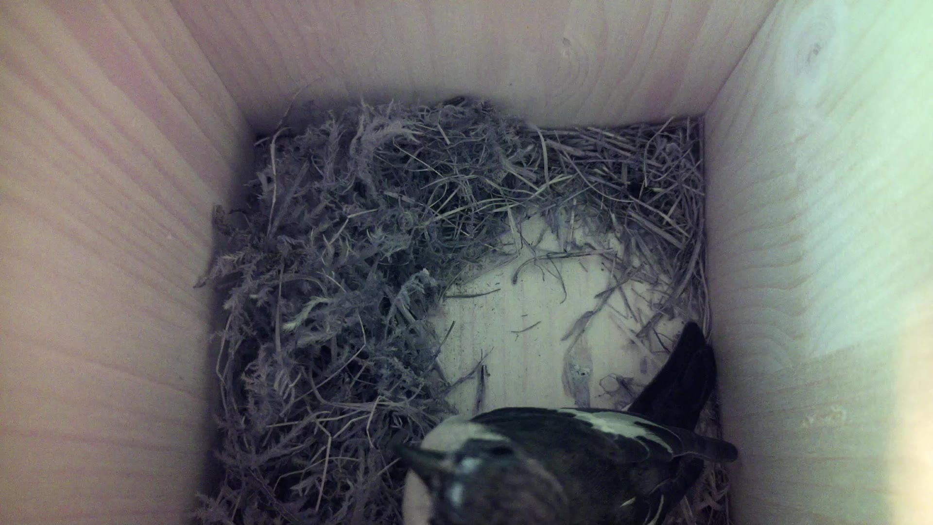 Aufnahme aus dem Vogelhaus