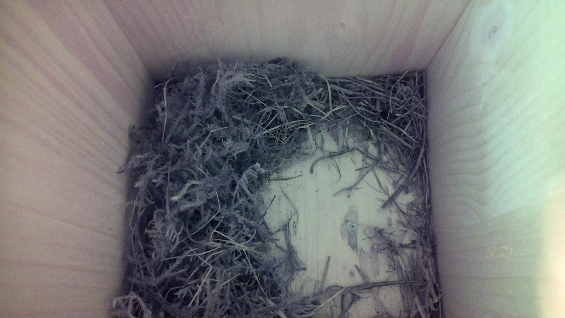 Aufnahme aus dem Vogelhaus