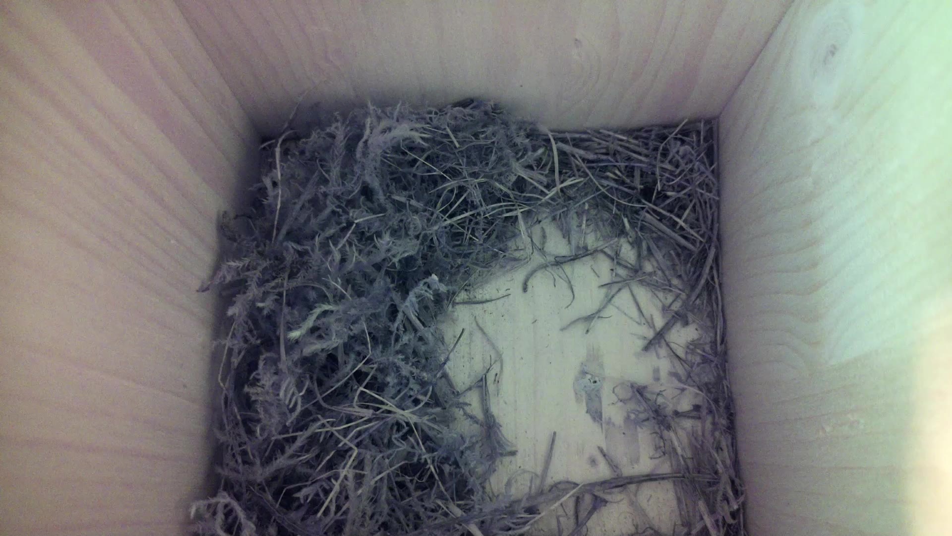 Aufnahme aus dem Vogelhaus