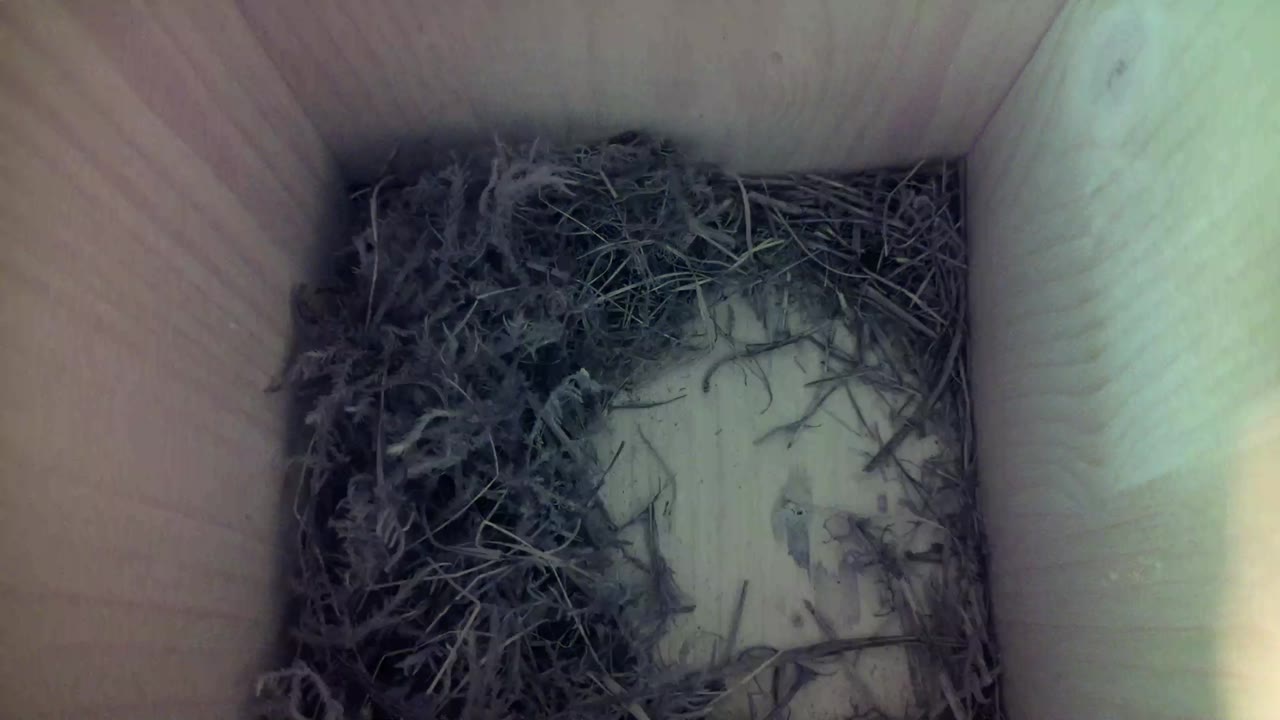 Aufnahme aus dem Vogelhaus